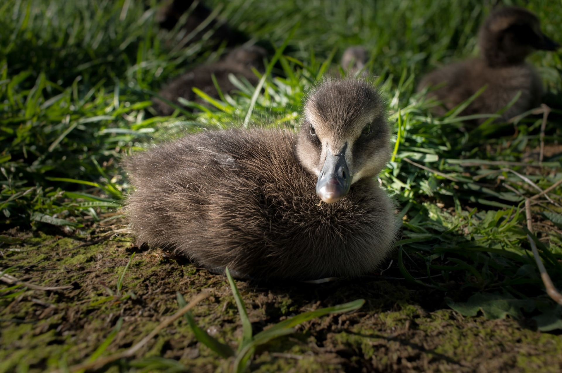 ©SVANA Newly hatched chick in the island Hvallátur in Breiðafjörður, West Iceland.