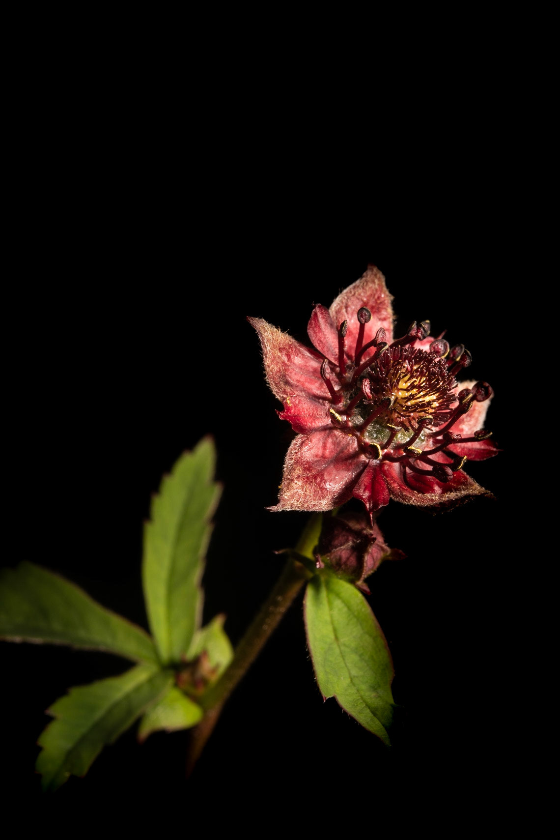 ©SVANA Marsh cinquefoil, Comarum palustre, engjarós.