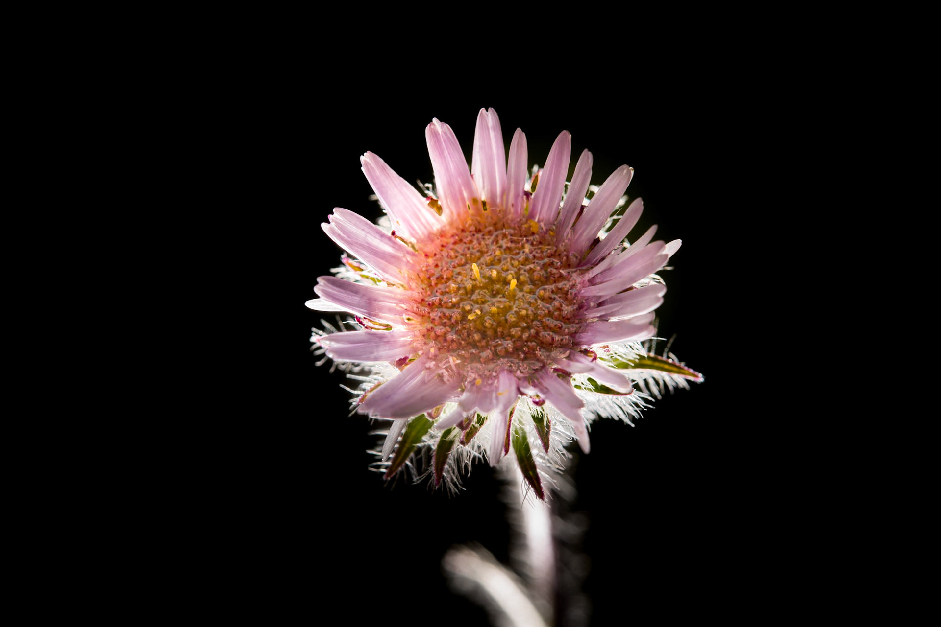 Jakobsfífill- Alpine Fleabane, Erigeron borealis, jakobsfífill.