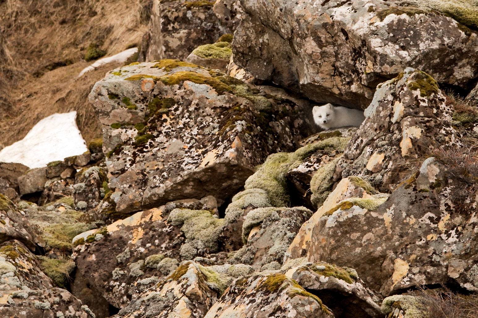 ©SVANA The arctic fox is the only native terrestrial mammal in Iceland. I was really surprised to bump into this beautiful white fox resting near the shore in Skógarströnd, West Iceland. Why surprised? Firstly because foxes are not an everyday sight in this area, secondly because the white colour morph is rare in the lowlands, and thirdly because the arctic fox is more active during dusk and dawn. But there it was, and the funny thing was that it didn’t seem very surprised to see me