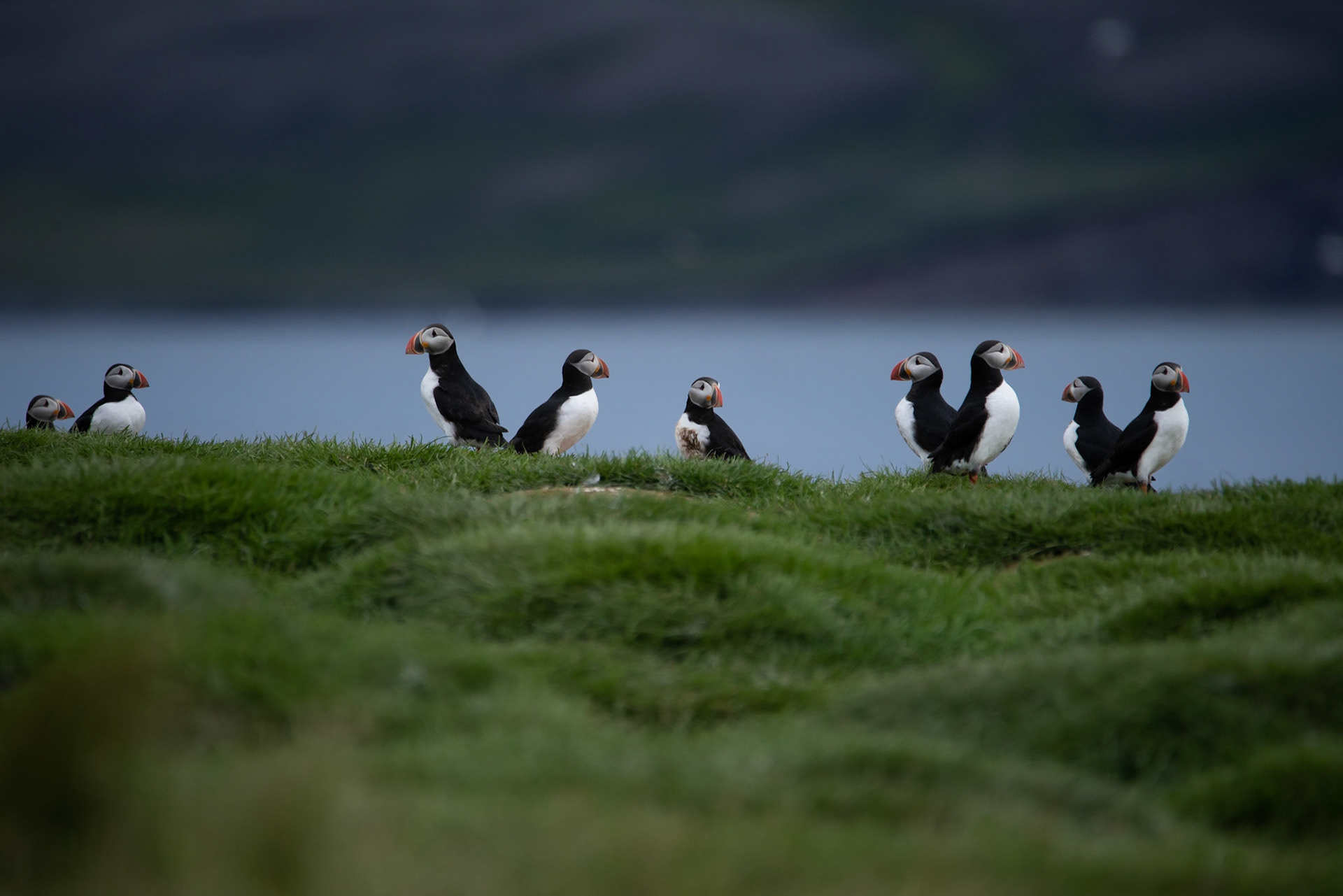 Puffins (Fratercula arctica), lundi.