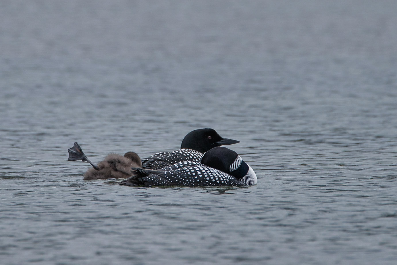 ©SVANA Common loon.Gavia immer.