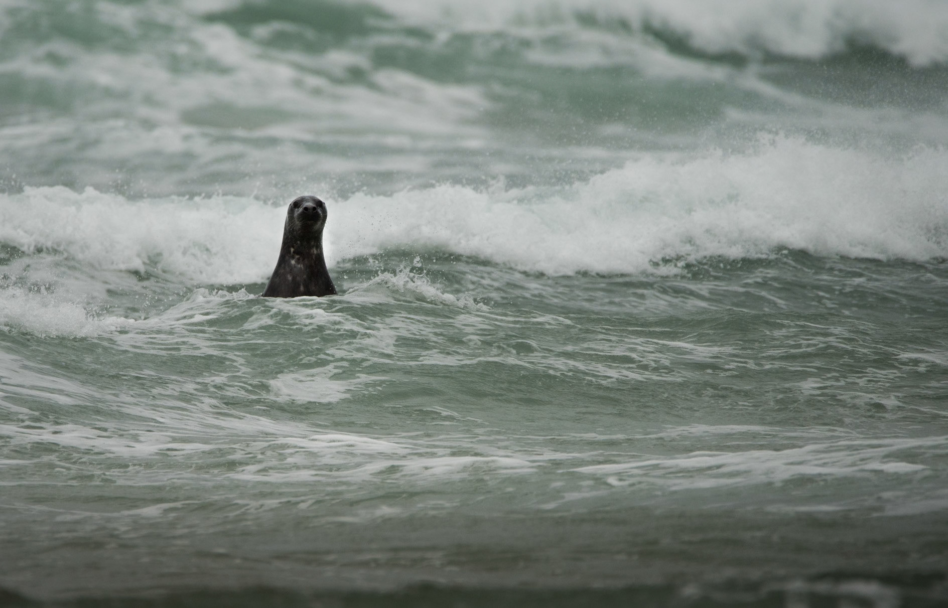 ©SVANA Harbor seal, Phoca vitulina