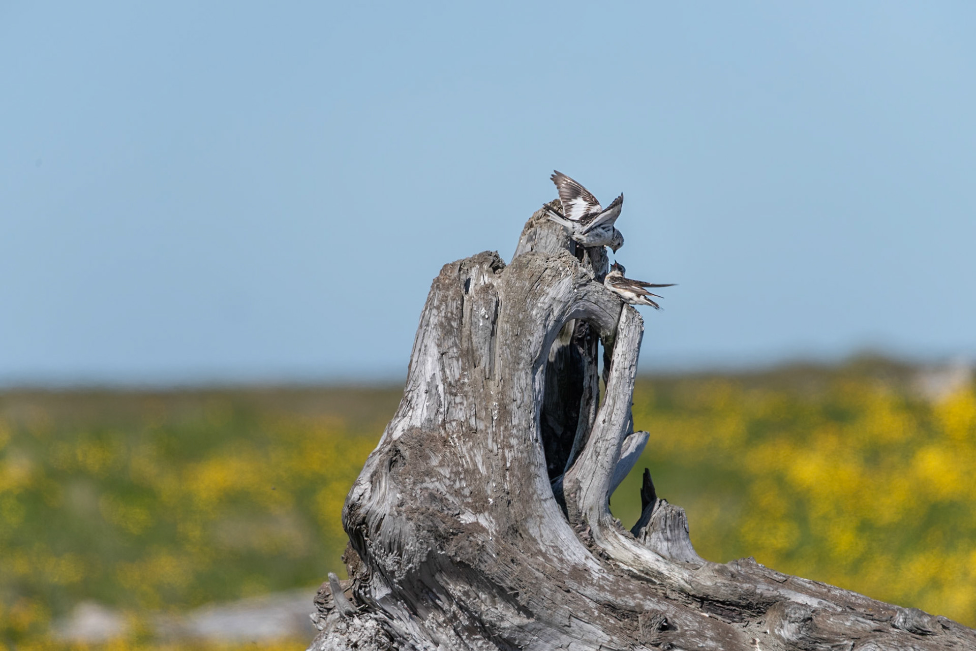 Sólskríkja -Snow bunting, Plectrophenax nivalis, sólskríkja