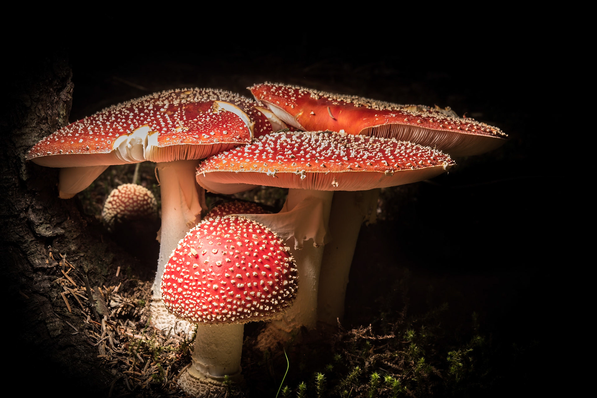 ©SVANA  Beautiful but poisonous.Fly agaric, Amanita muscaria, bersekjasveppir.