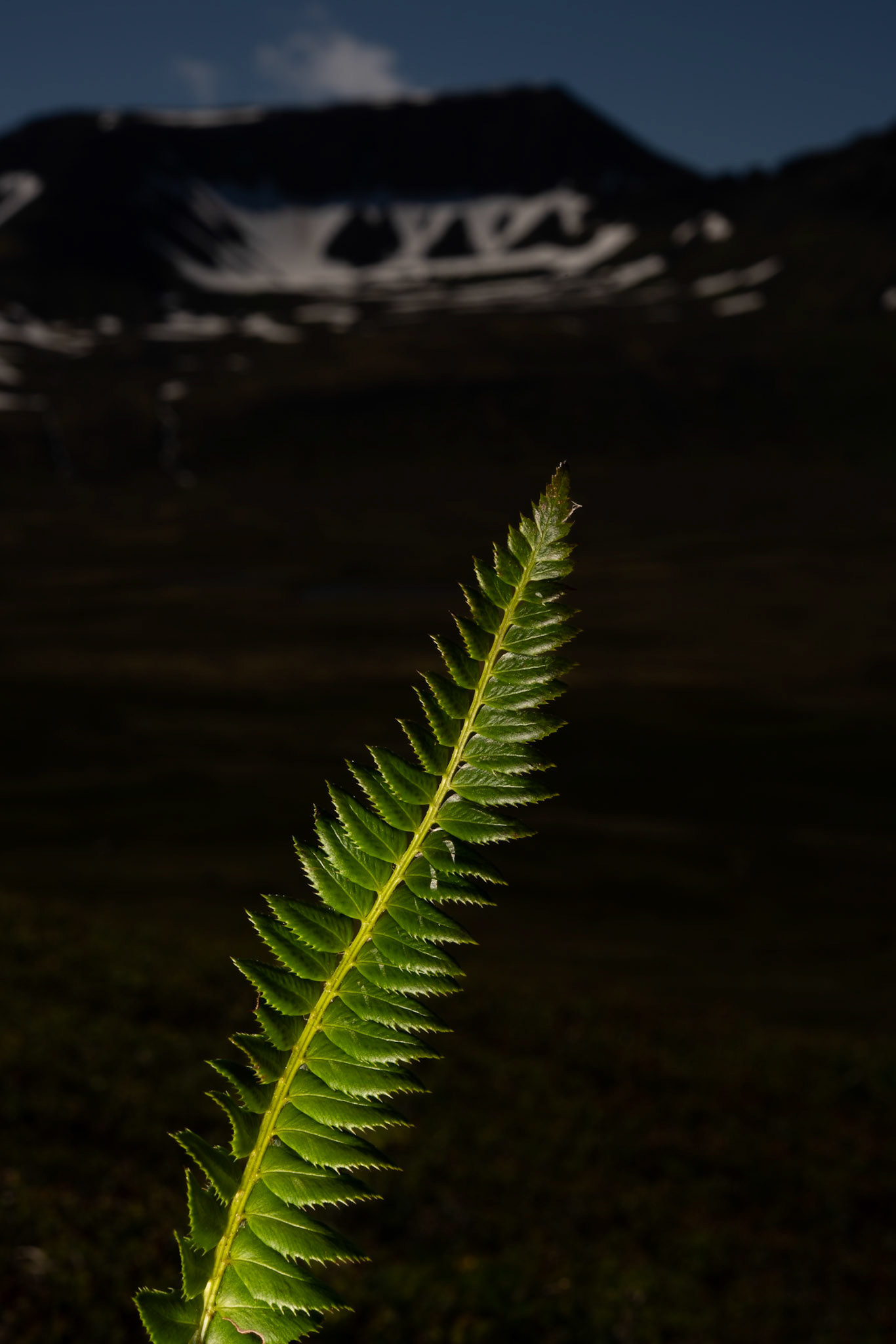 Northern hollyfern (Polystichum lonchitis), skjaldburkni.