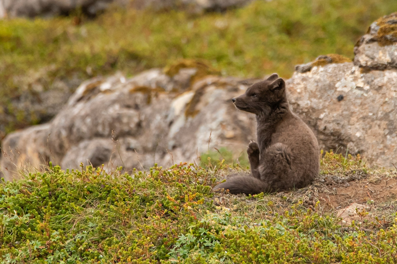 Guest Videos: What Arctic Foxes Do In Summer – Flight To Wonder, image size:1390x927