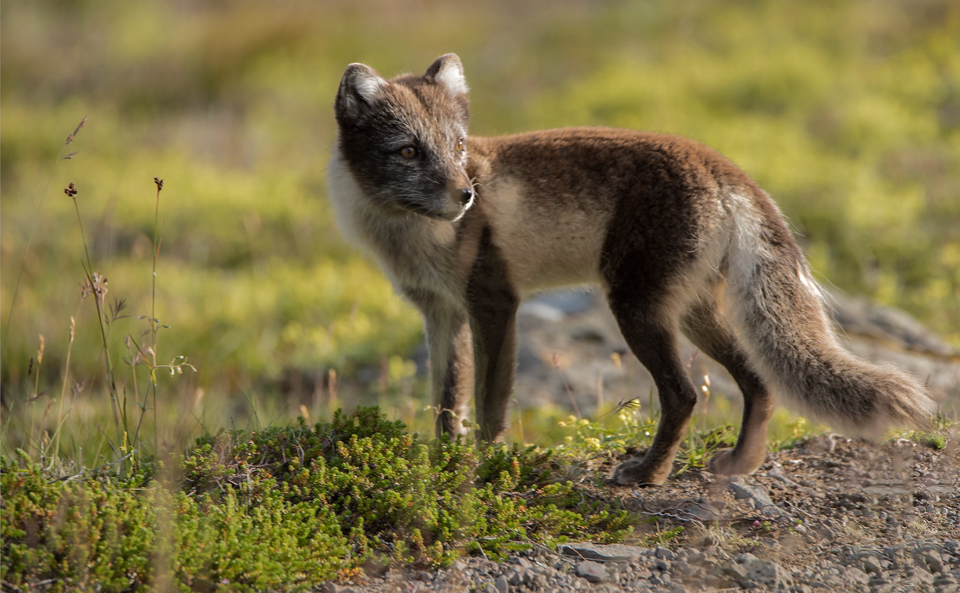 ©SVANA Arctoc fox looking for food.