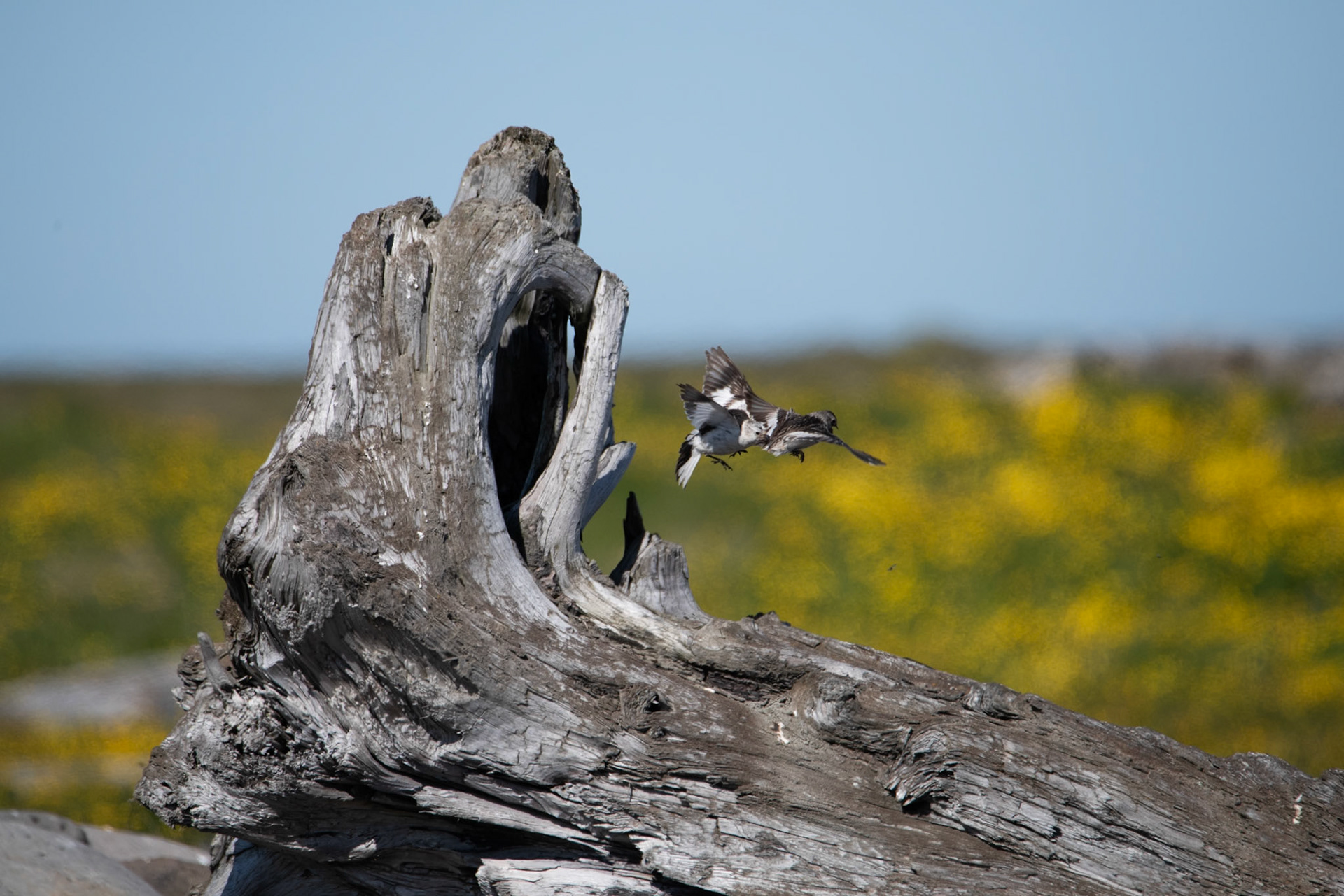 ©SVANA Snow bunting, Plectrophenax nivalis, sólskríkja