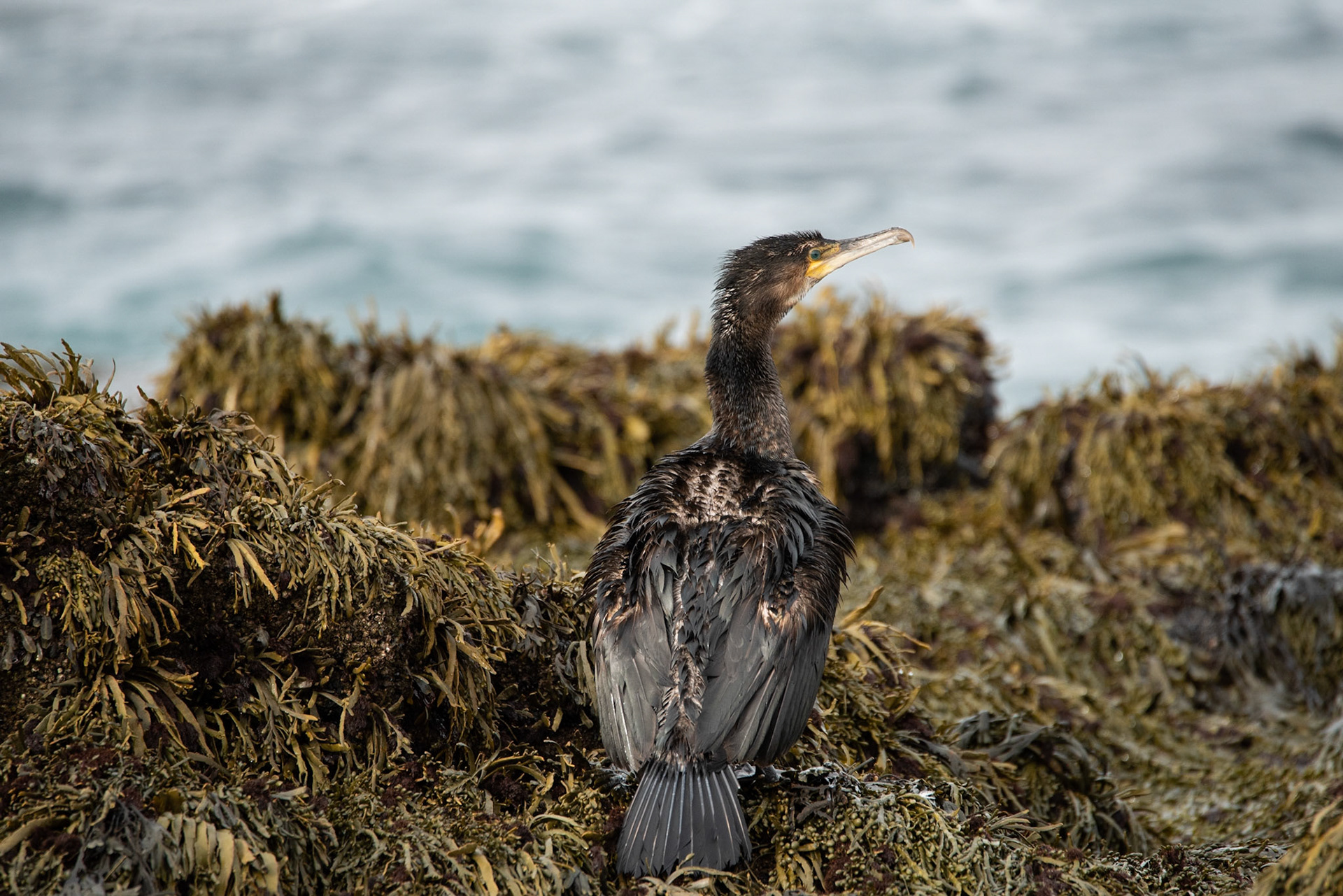 ©SVANA Great Cormorant, a young bird on the shore at Reykjanes.