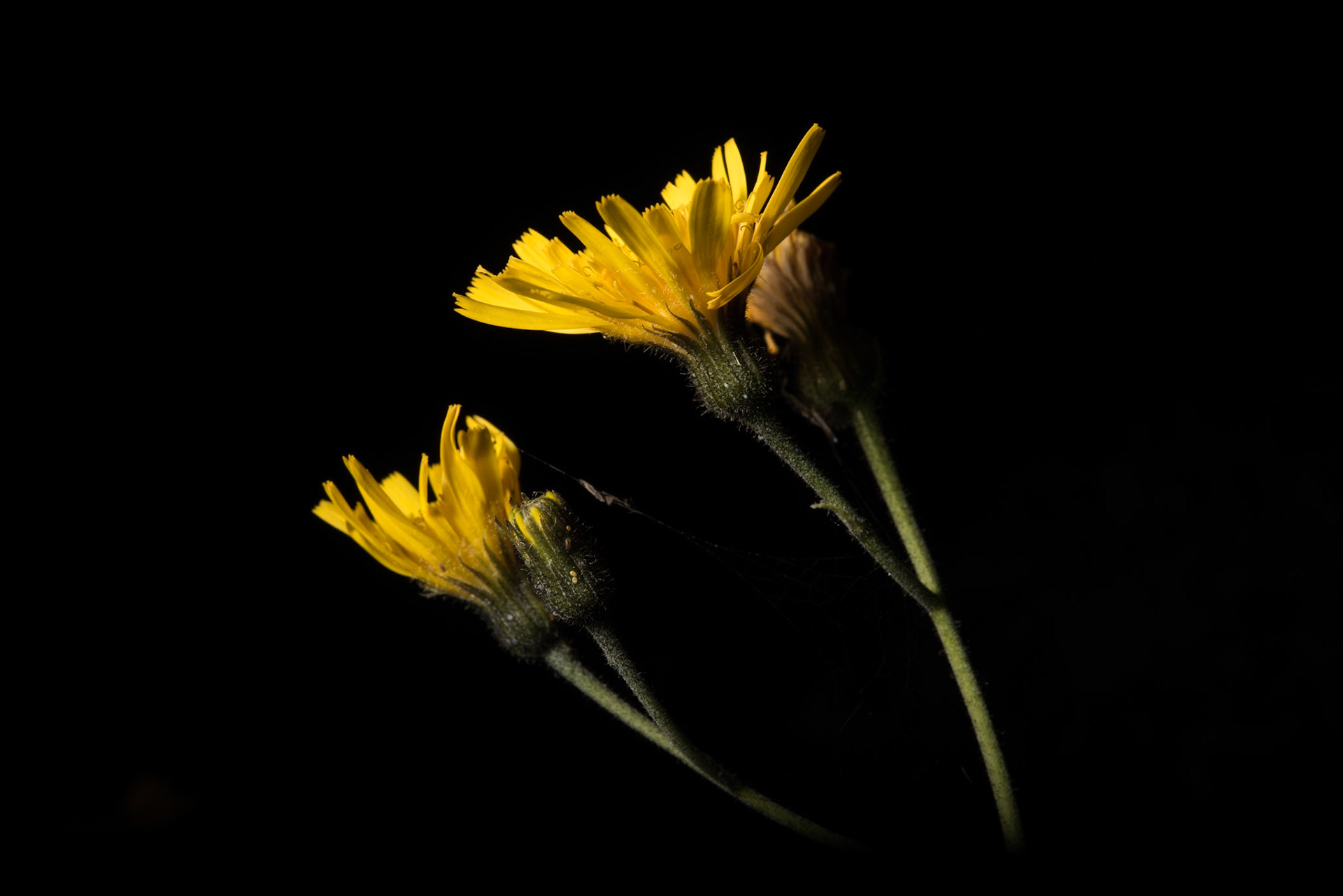 ©SVANA Hieracium spp,