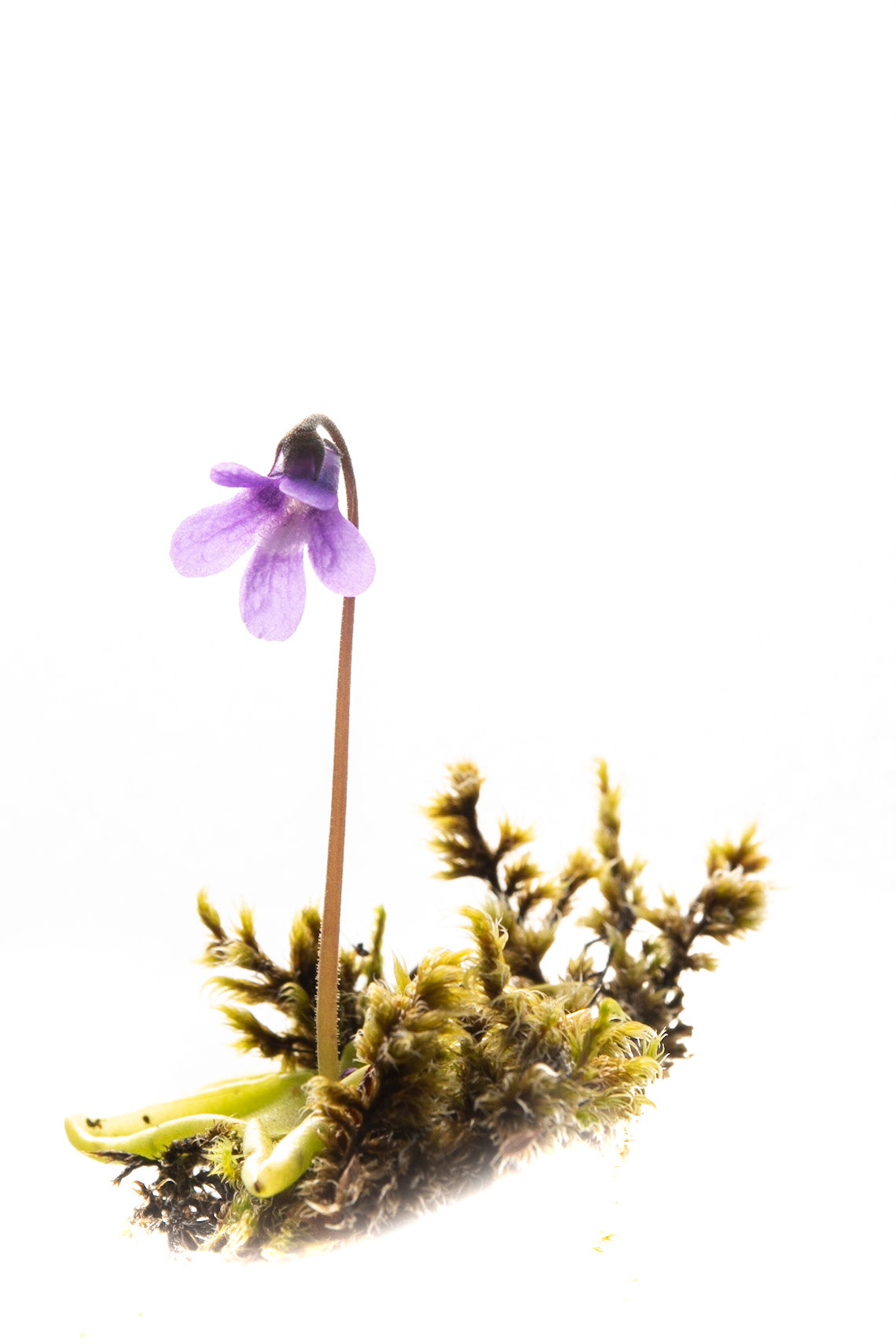 ©SVANA  Pinguicula vulgaris, Common butterwort, lyfjagras.