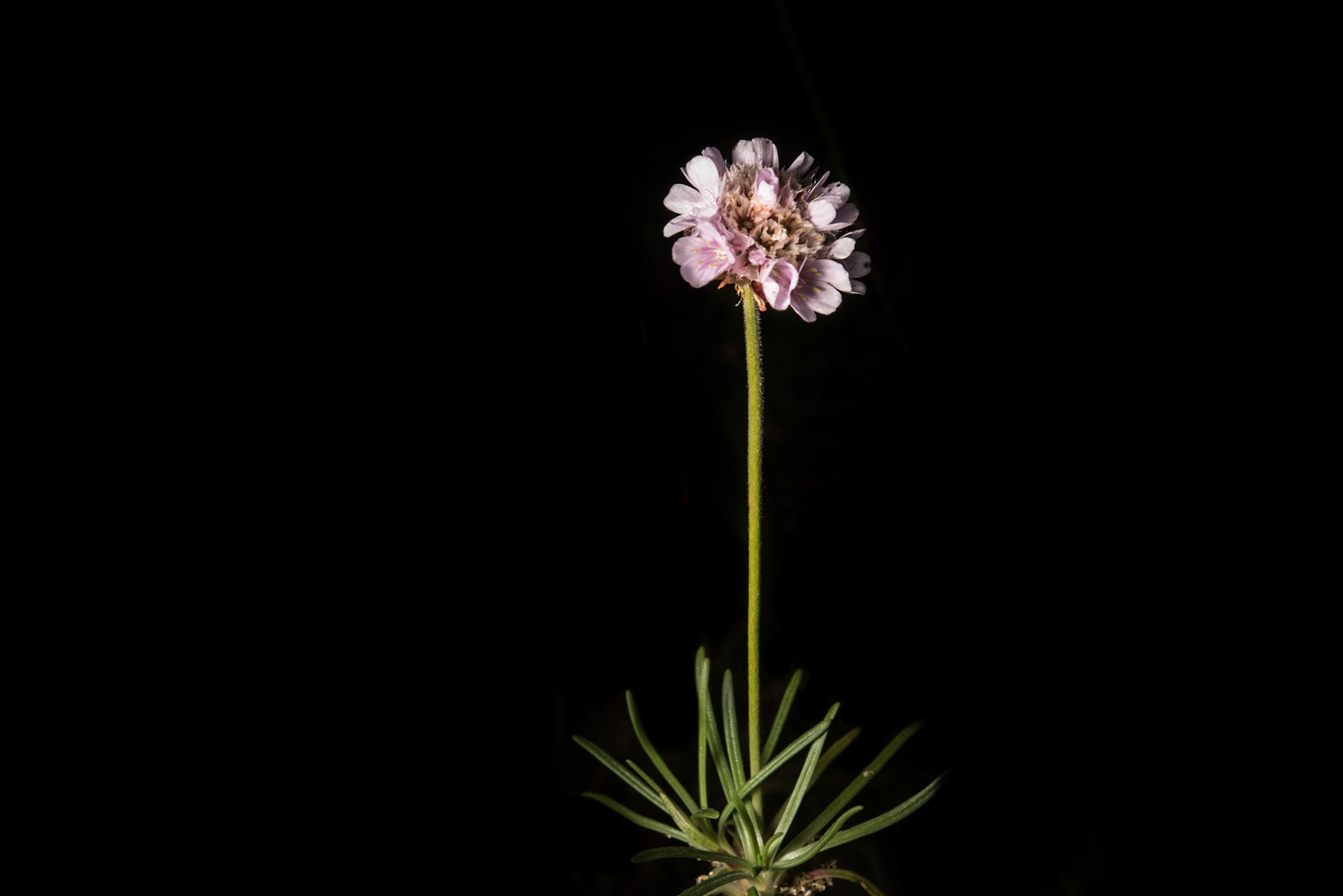 ©SVANA Thrift or sea pink, Armeria maritima, geldingahnappur.