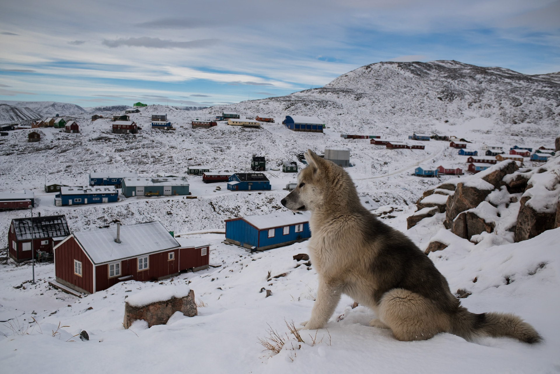 ©SVANA  The Greenlandic sled dog has been used for winter transportation inGreenland for centuries.