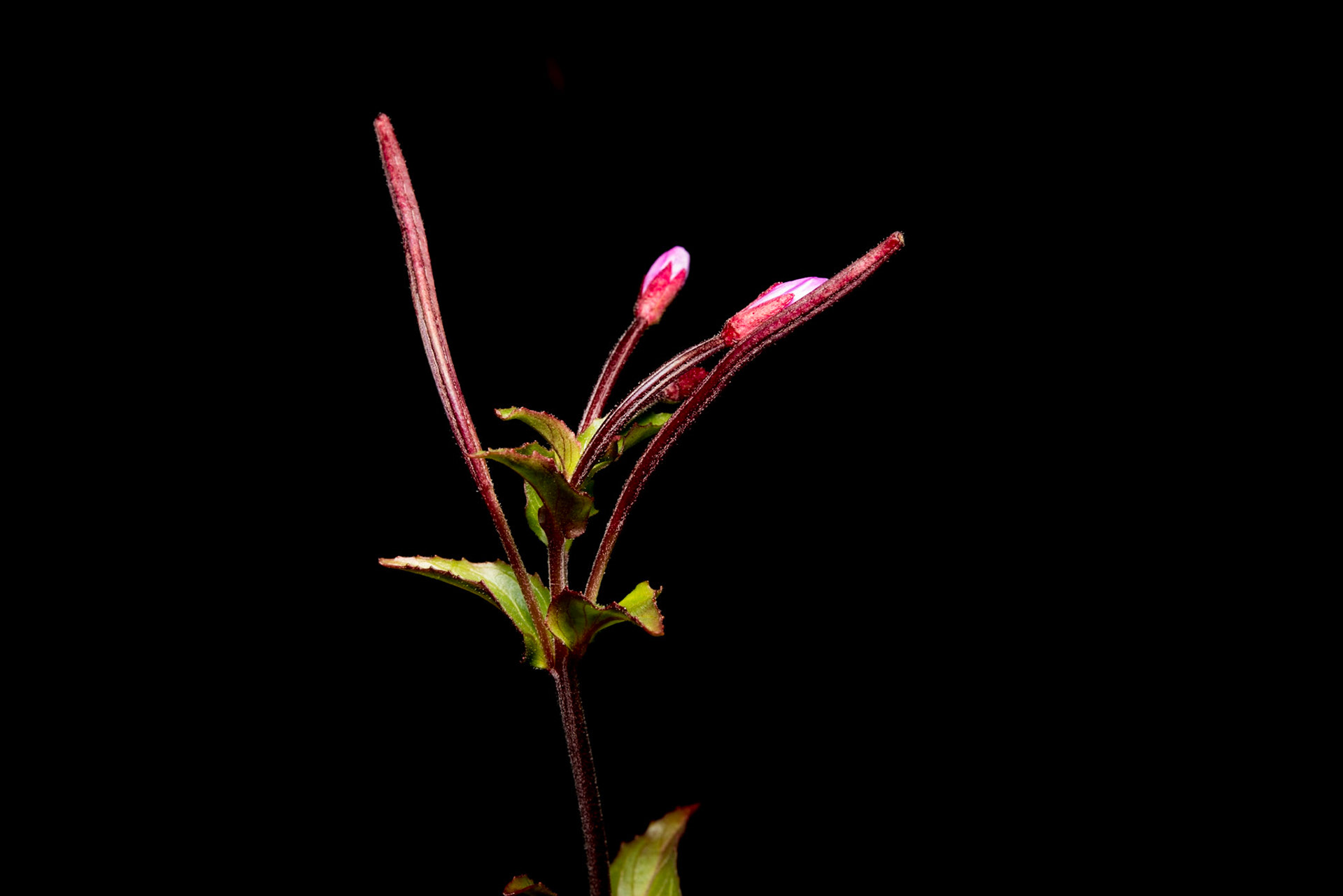 ©SVANA Hill willowherb, Epilobium collinum, klappardúnurt.