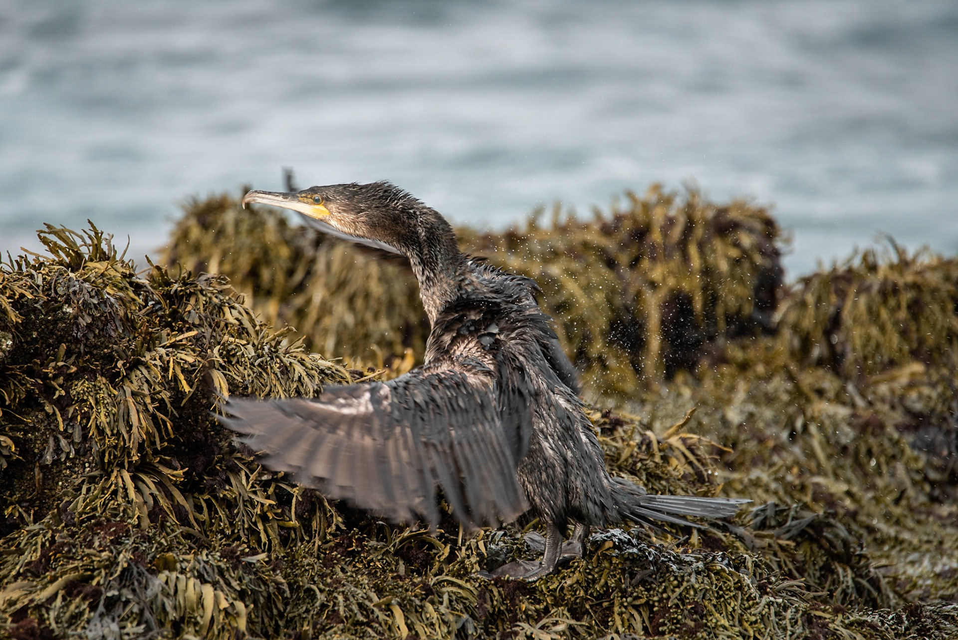 ©SVANA Great Cormorant, a young bird on the shore at Reykjanes.