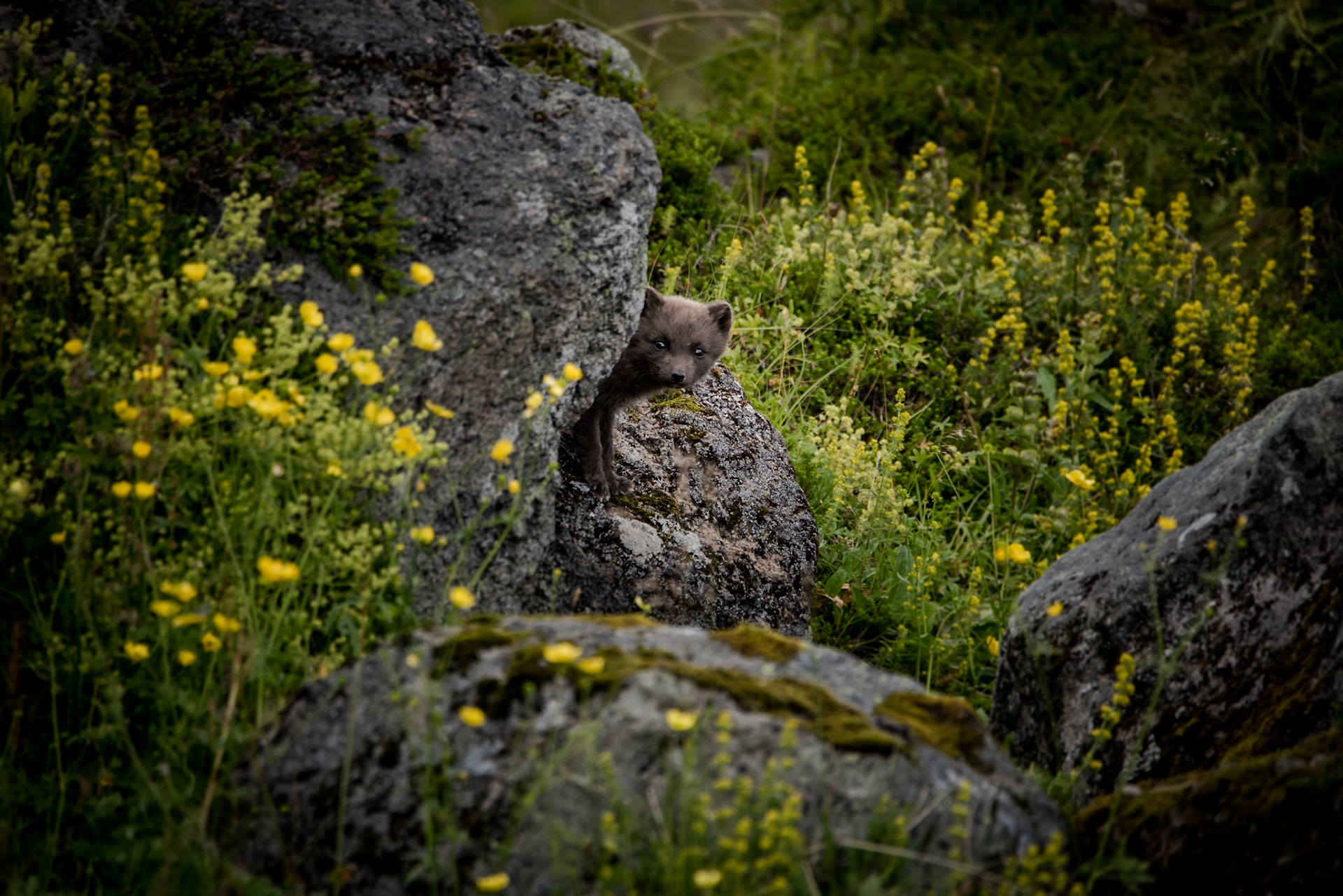 ©SVANA A curious arctic fox puppy.