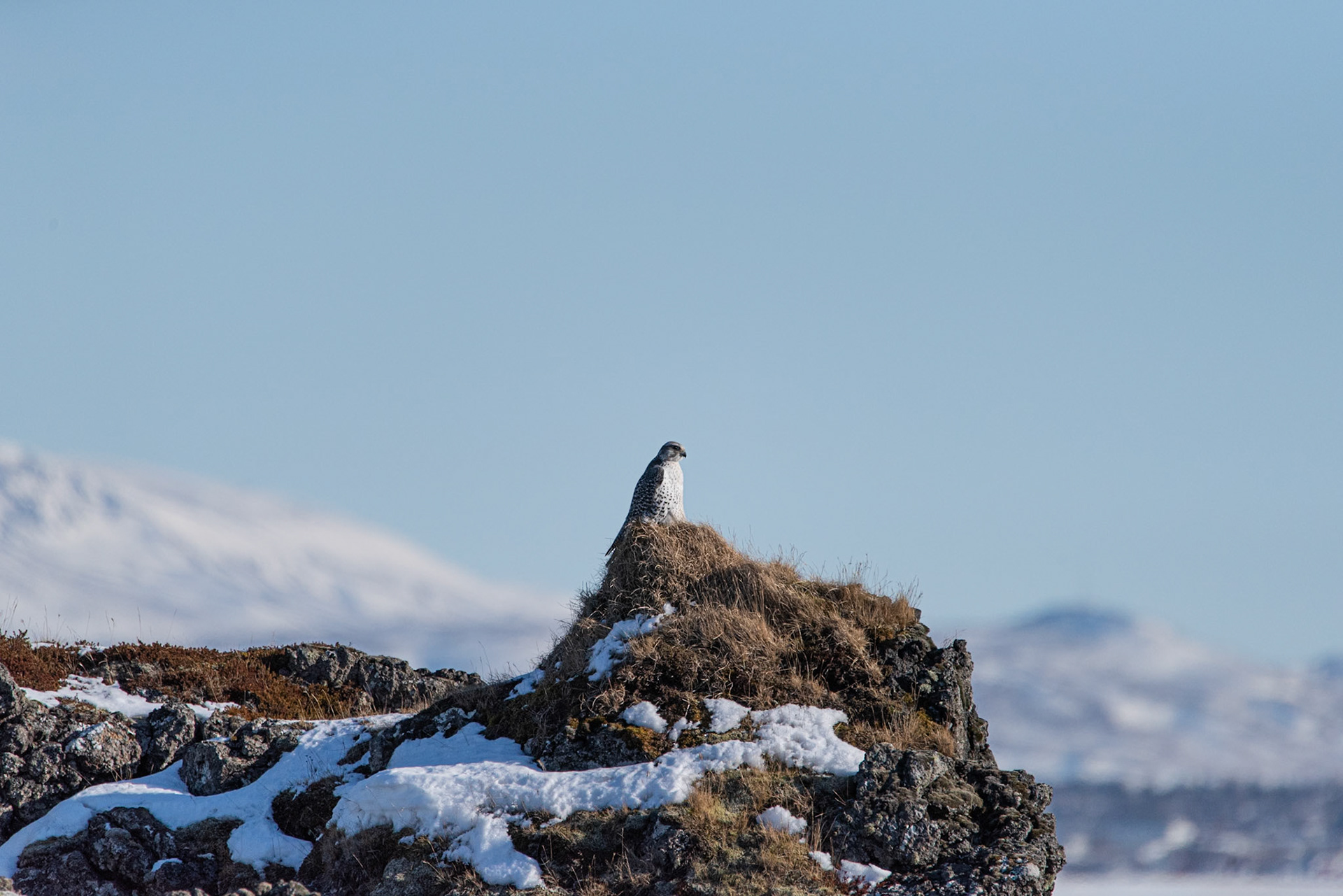 ©SVANA Gyrfalcon, Falco rusticolus, fálki.