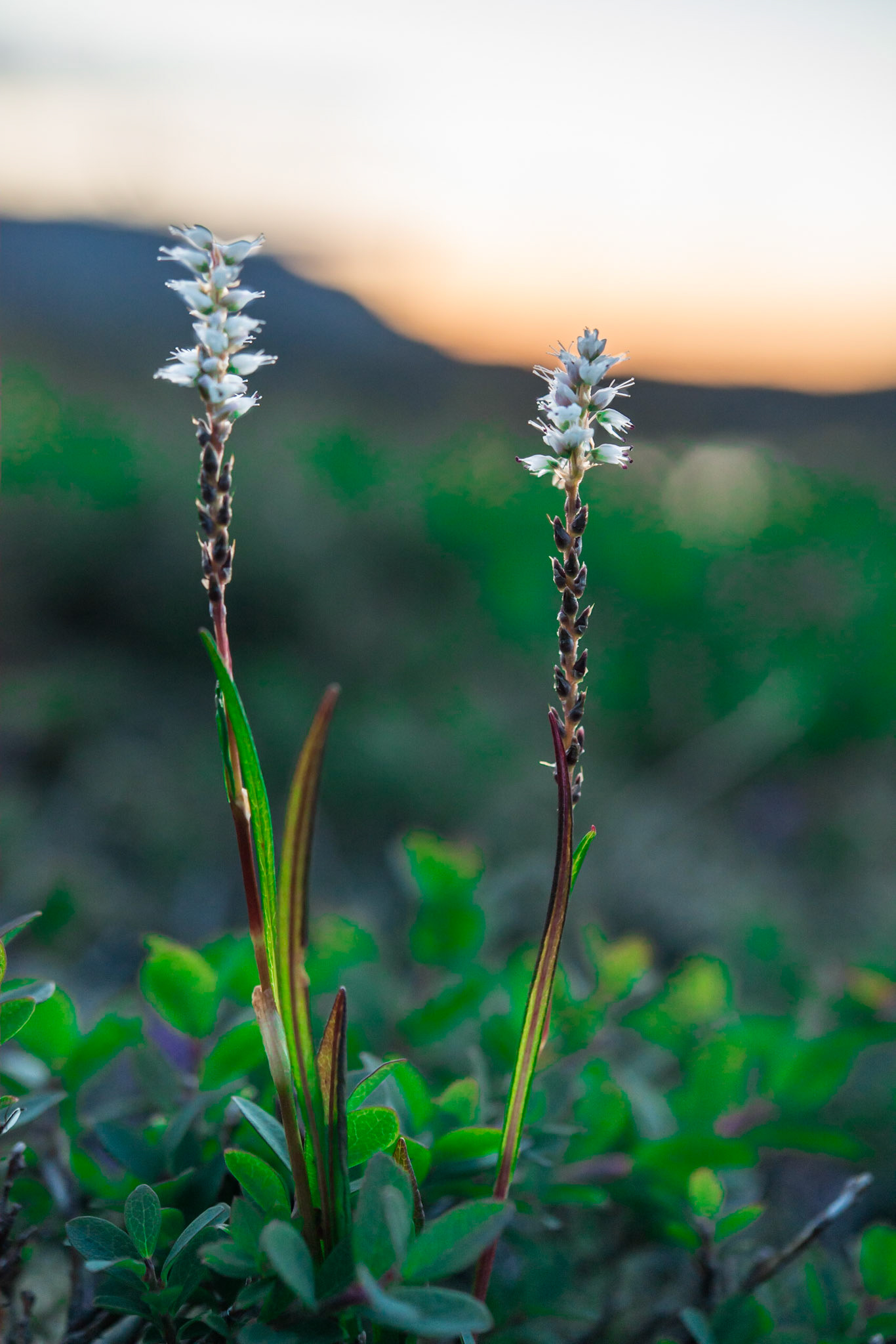 ©SVANA Alpine bistort Bistorta vivipara is one of the most common higher plant in Iceland. Its Icelandic name kornsúra refers to the corn that was used as food in earlier times. Location: Selvallavatn, Snæfellsnes, West Iceland.