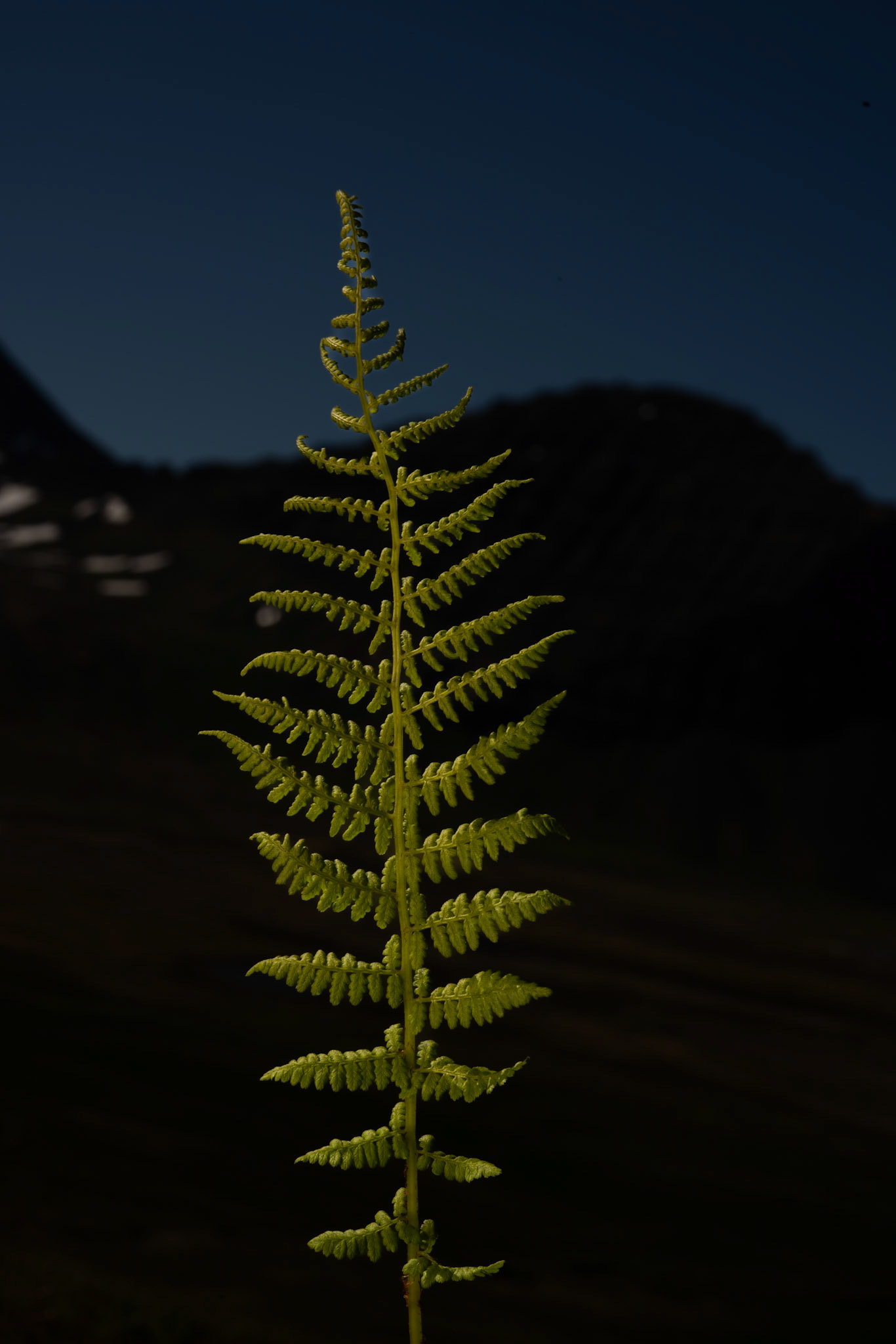 Stóriburkni - Male fern (Dryopteris filix-mas), stóriburkni.