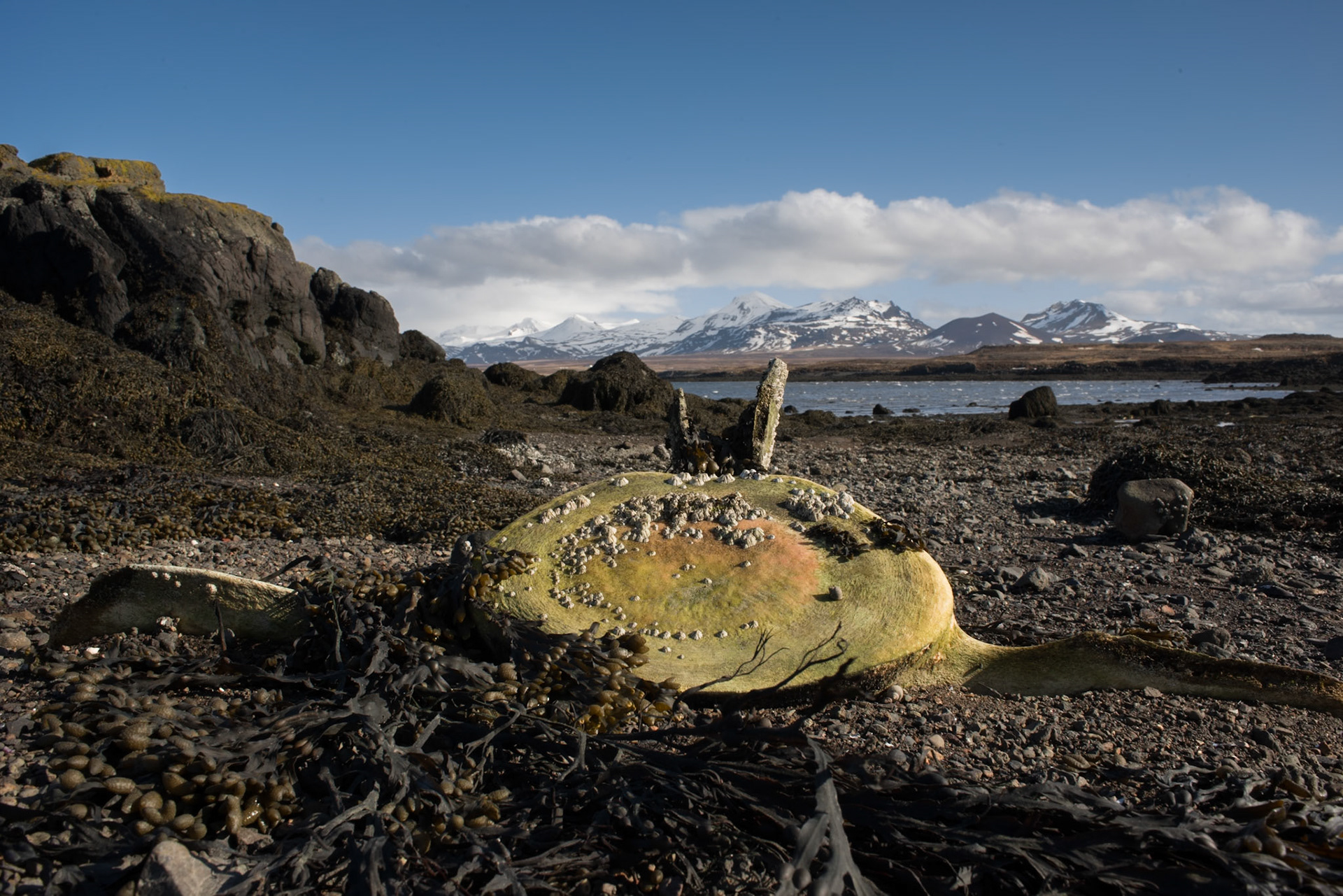 Bjarnarhöfn -A vertebra from a fin whale, Balaenoptera physalus, soon going to be placed at a shark and whale museum. Location: Bjarnarhöfn, Snæfellsnes, West Iceland.