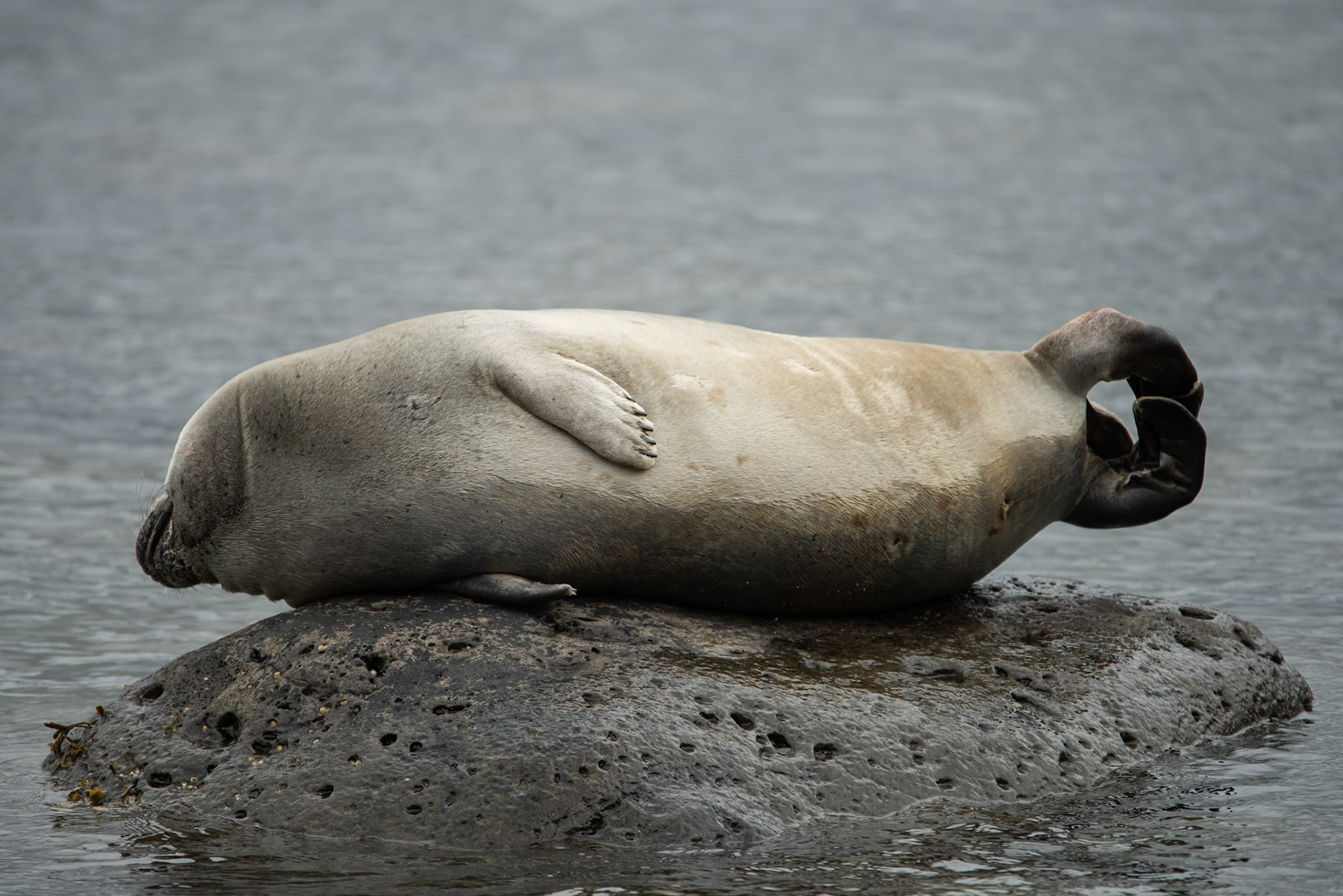 Harbor seal (Phoca vitulina)landselur.