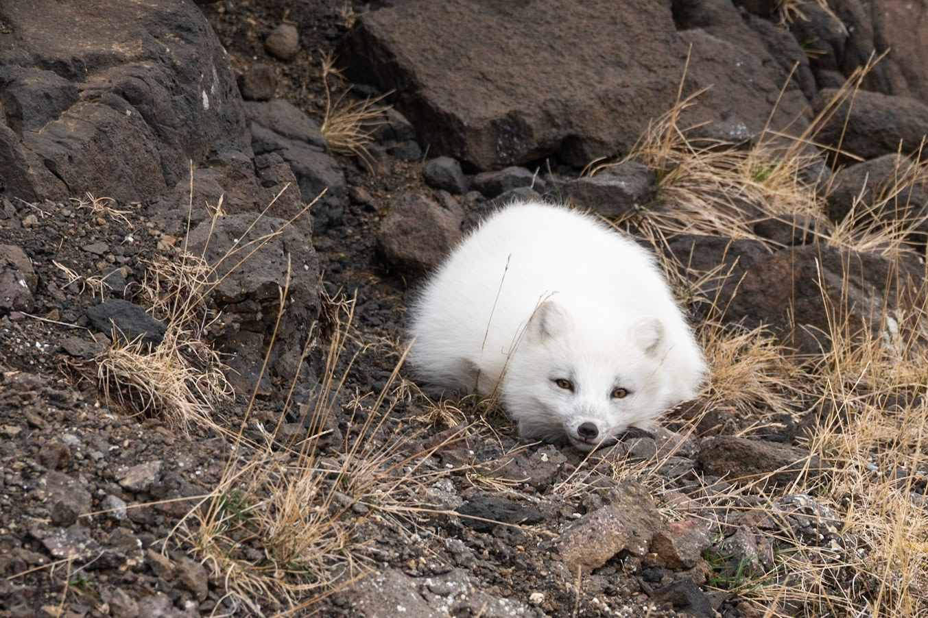 ©SVANA The arctic fox is the only native terrestrial mammal in Iceland. I was really surprised to bump into this beautiful white fox resting near the shore in Skógarströnd, West Iceland. Why surprised? Firstly because foxes are not an everyday sight in this area, secondly because the white colour morph is rare in the lowlands, and thirdly because the arctic fox is more active during dusk and dawn. But there it was, and the funny thing was that it didn’t seem very surprised to see me