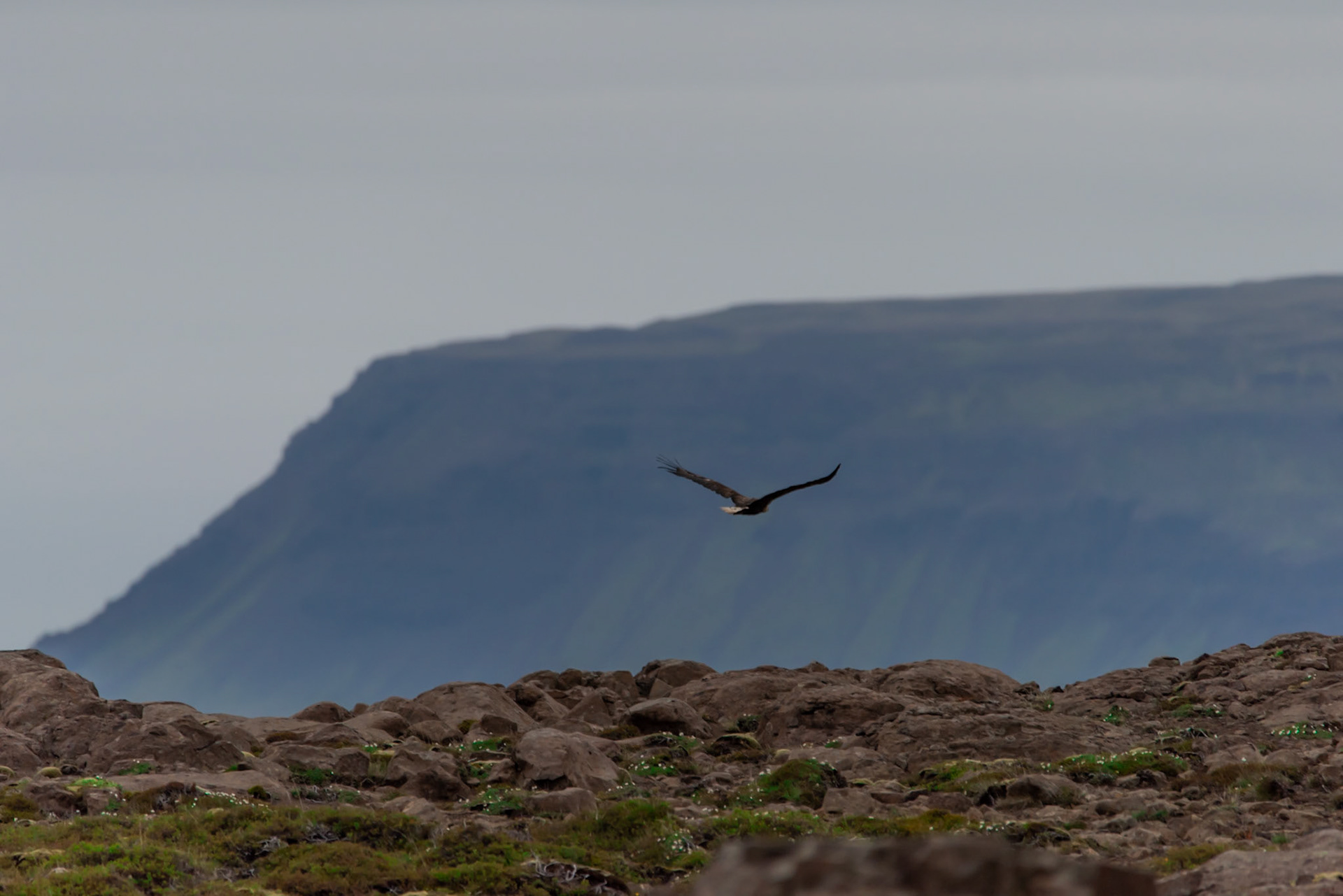 Haförn -White-taild eagle, Haliaeetus albicilla, haförn.
