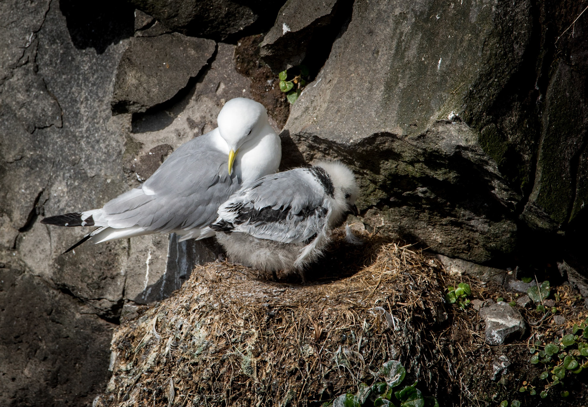 ©SVANA Rissa tridactyla