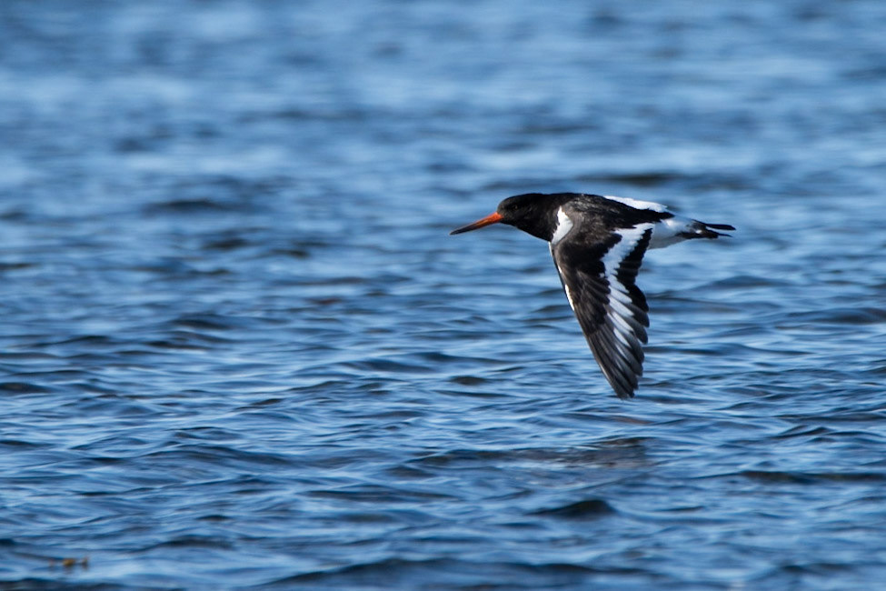 ©SVANA Eurasian oystercatcher, Haematopus ostralegus, tjaldur.