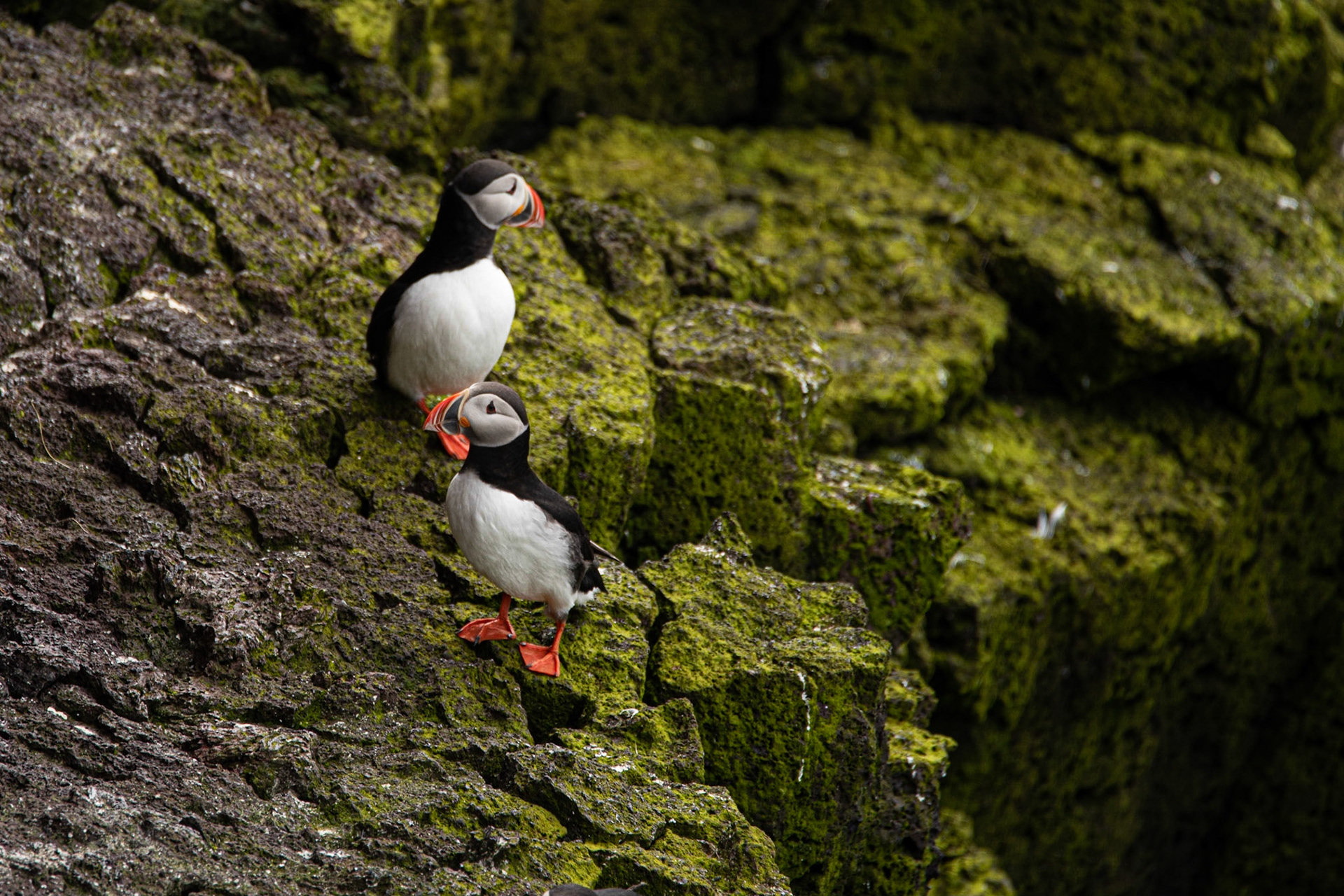©SVANA Atlantic puffin, Fratercula arctica, lundi.