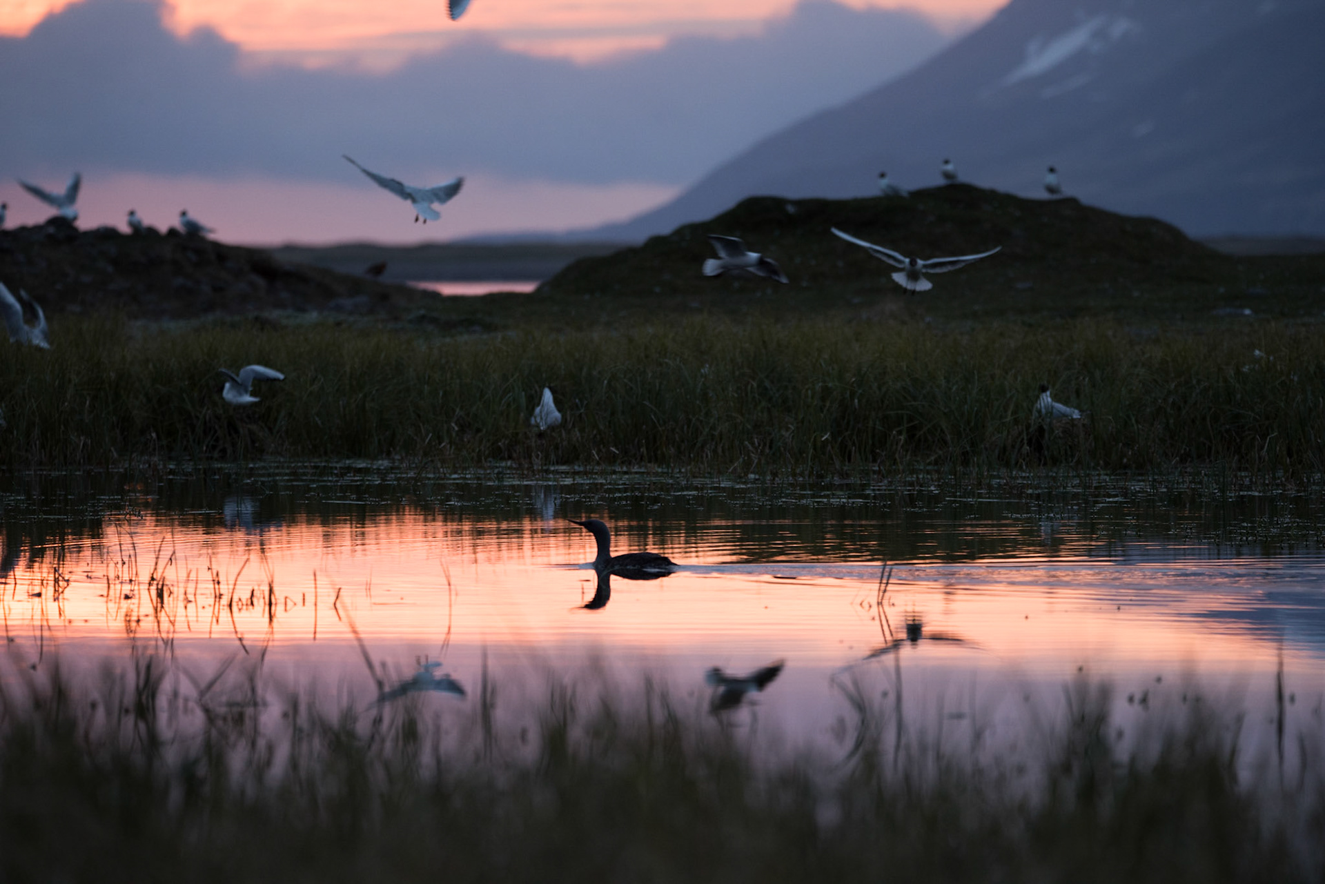 ©SVANA A Red-throated loon swimming nearby a breeding colony of Black-headed gulls