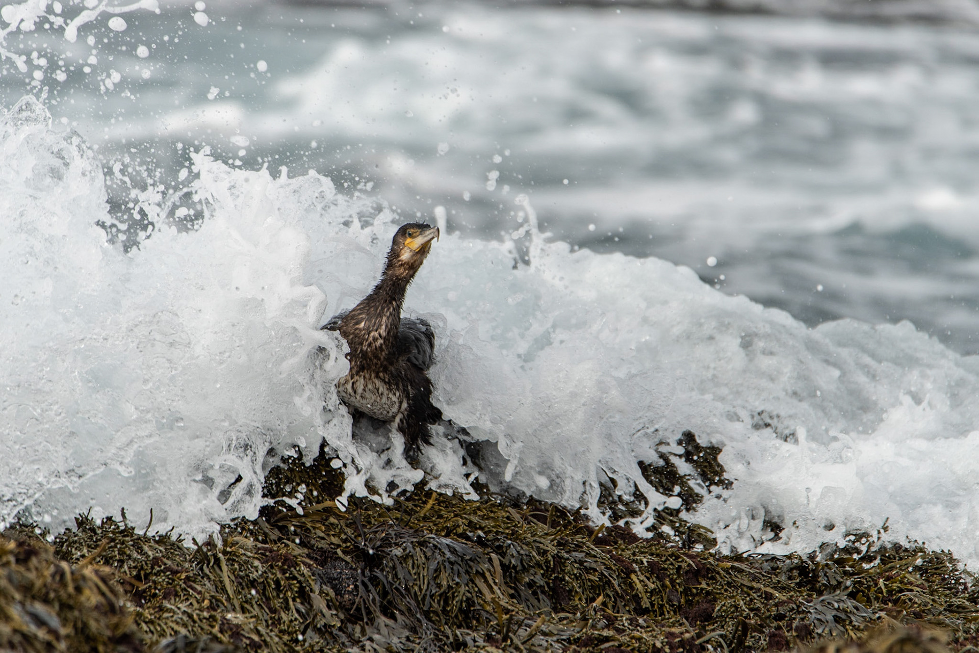 ©SVANA Great Cormorant, a young bird on the shore at Reykjanes.