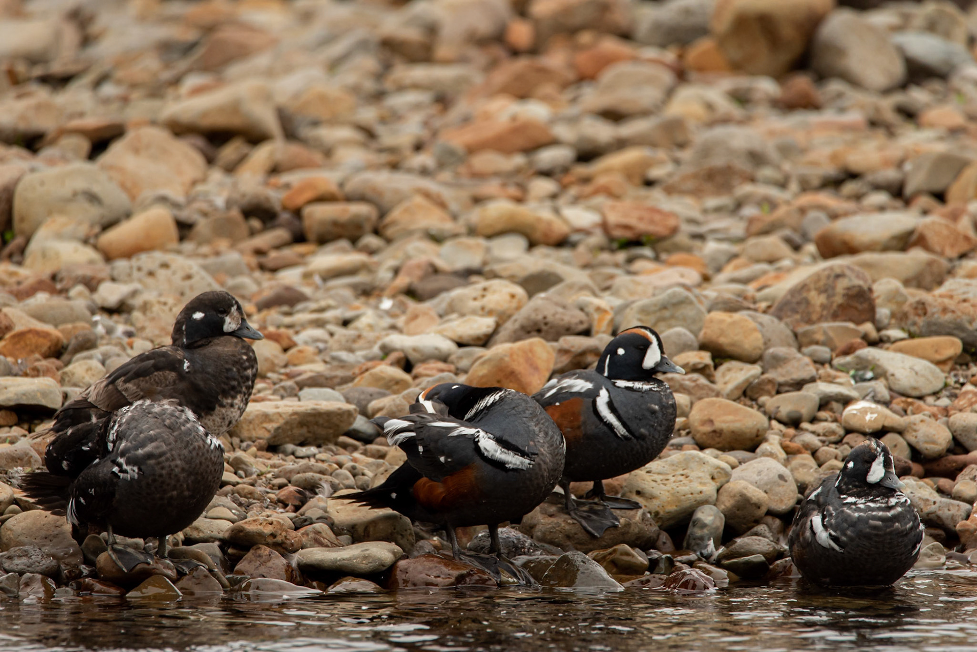 Harlequin duck (Histrionicus histrionicus) straumendur.