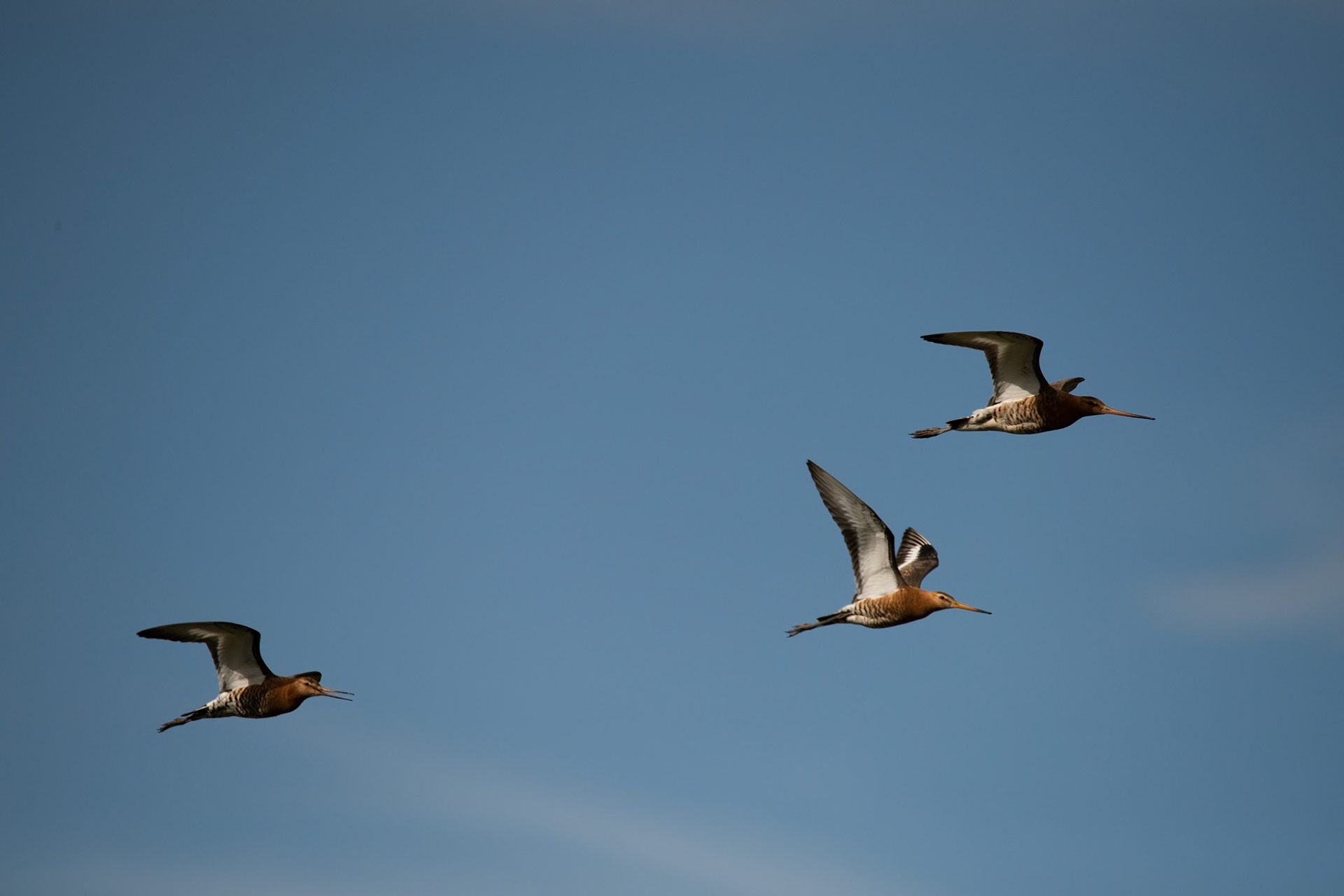 ©SVANA Black-tailed godwit. Limosa limosa,Jaðrakan.