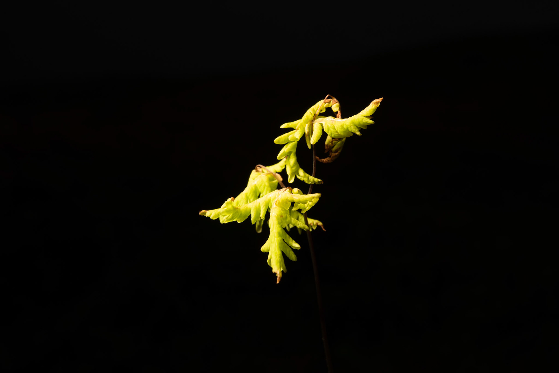 Þrílaufungur - Northern oak fern, Gymnocarpium dryopteris, þrílaufungur.