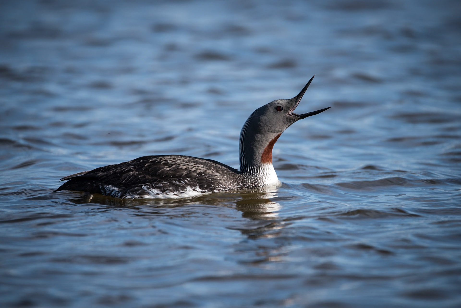 Lómur -Calling on a calm summer night.