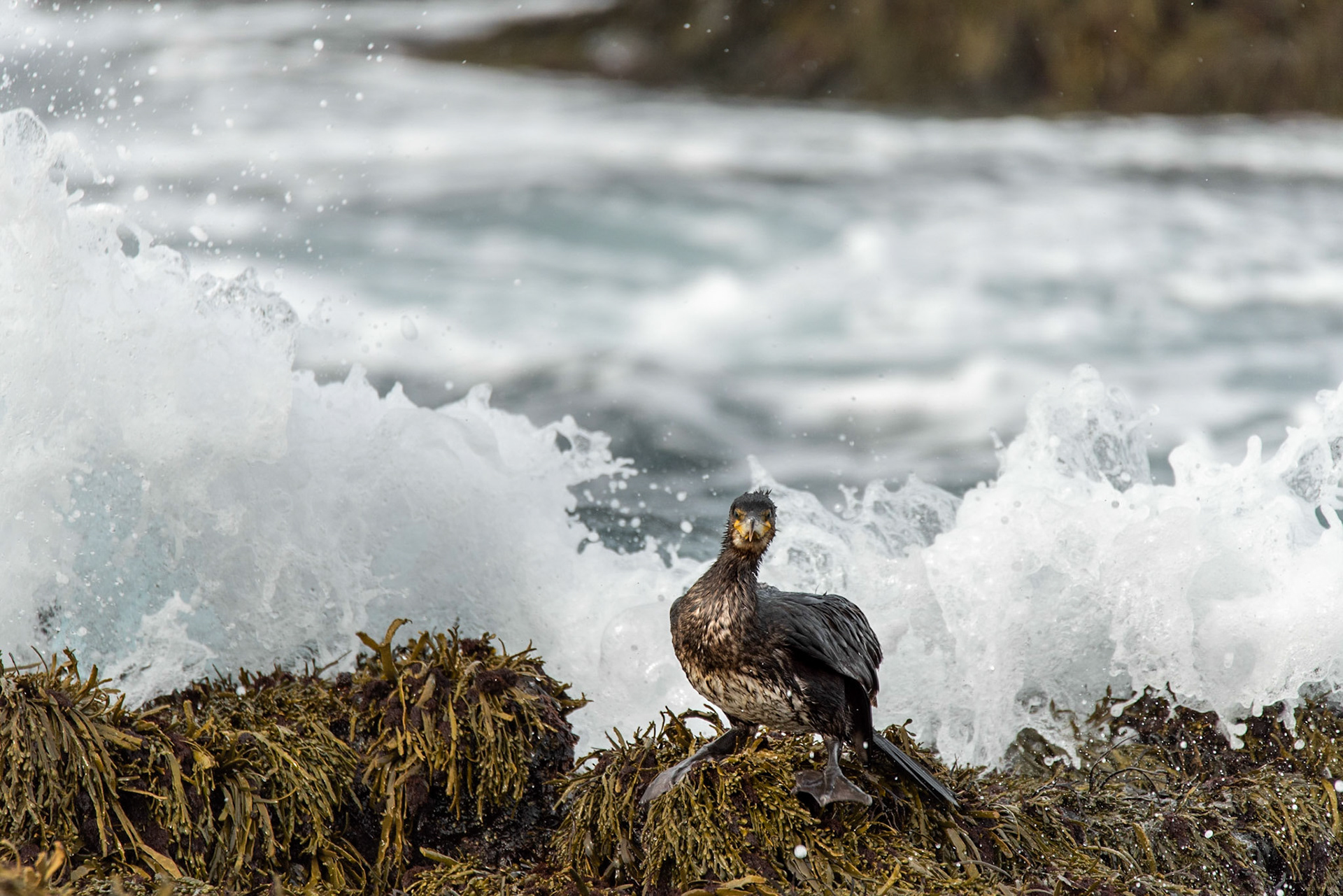 ©SVANAGreat Cormorant, a young bird on the shore at Reykjanes.