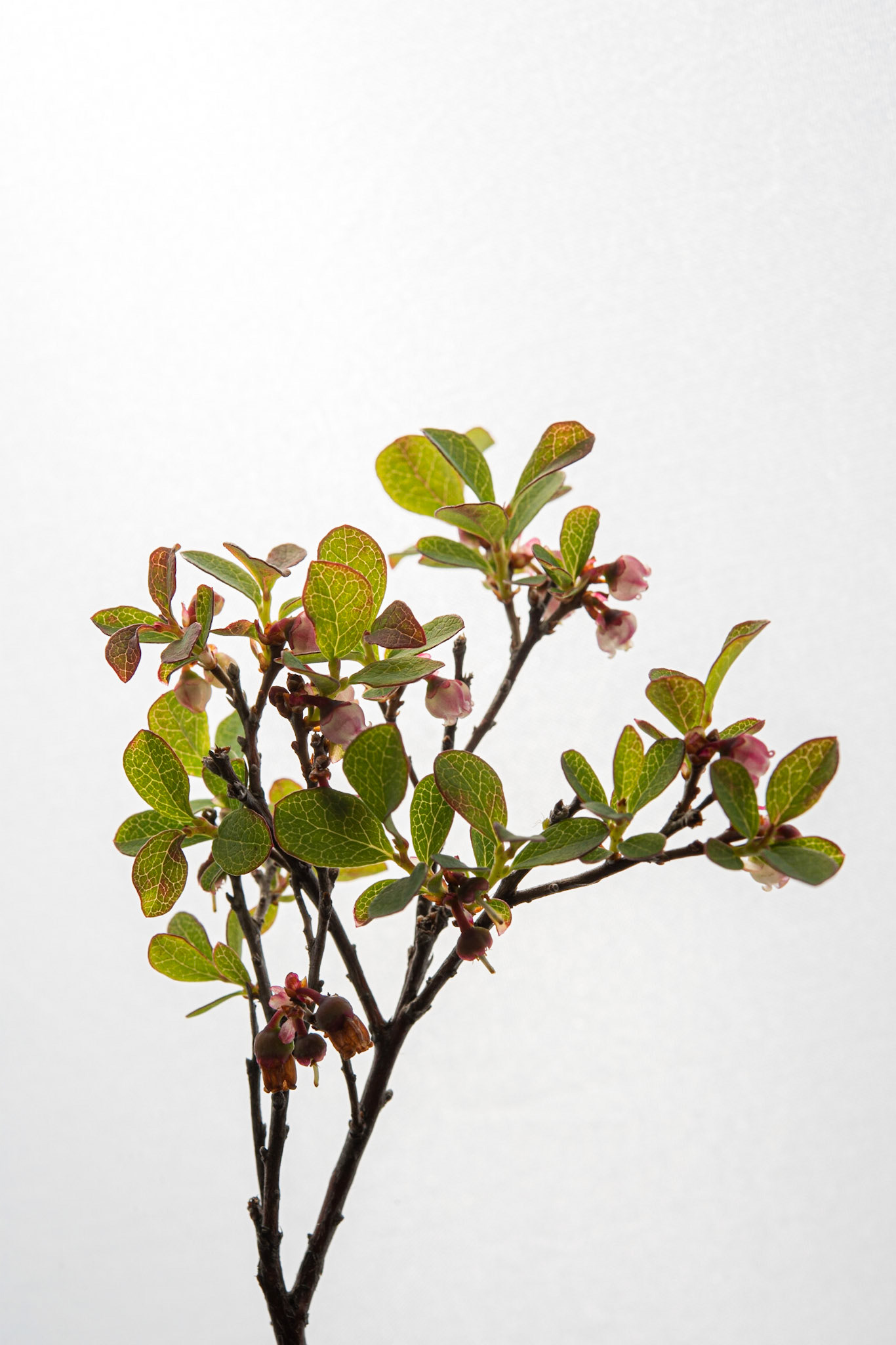 ©SVANA Bog Bilberry, Bog Blueberry, Bog Whortleberry, Vaccinium uliginosum, bláberjalyng.