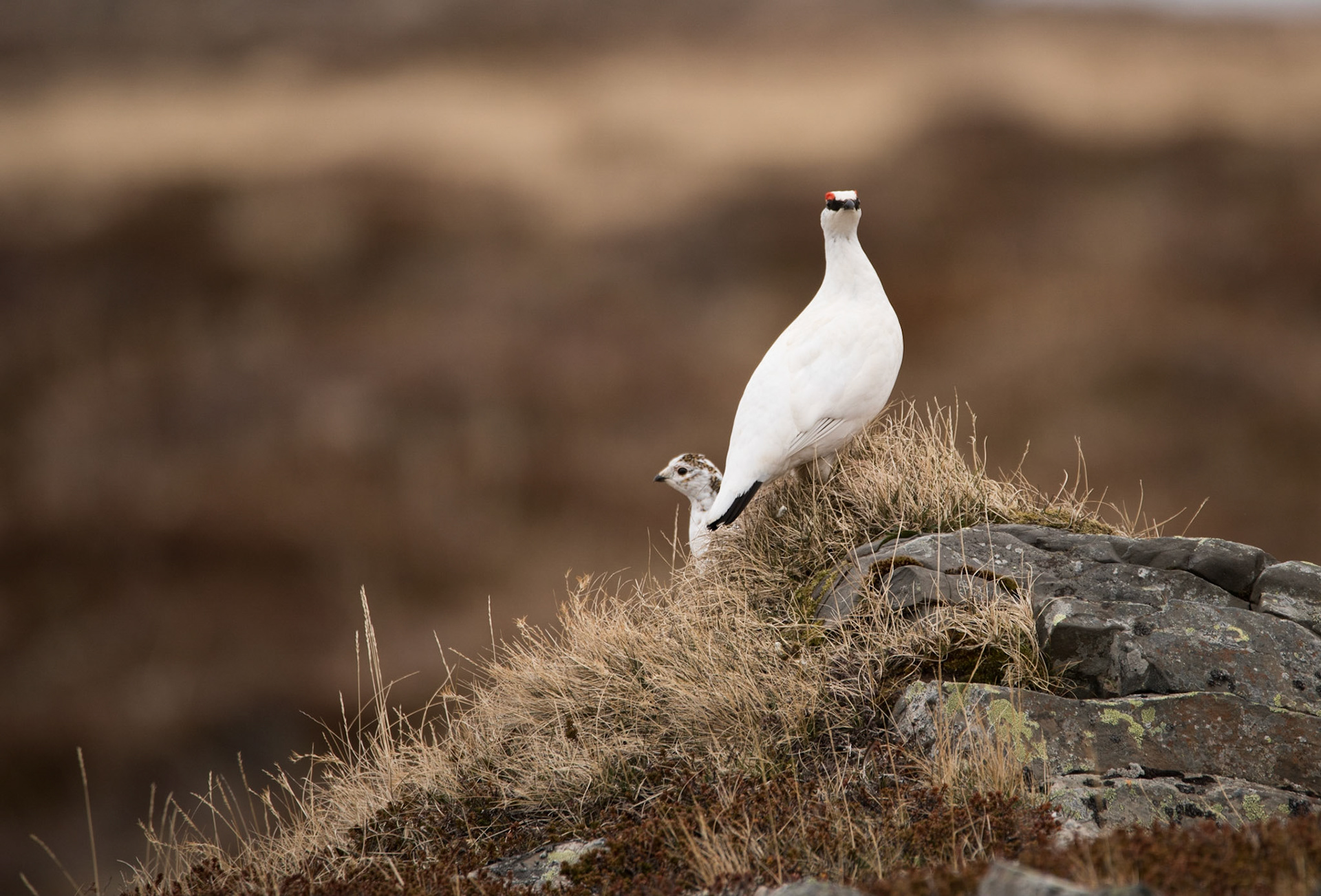 A pair of rock ptarmigans preparing for breeding. The territorial male keeps the white winter plumage during the mating season, but the female is about to get its camouflaged breeding plumage.