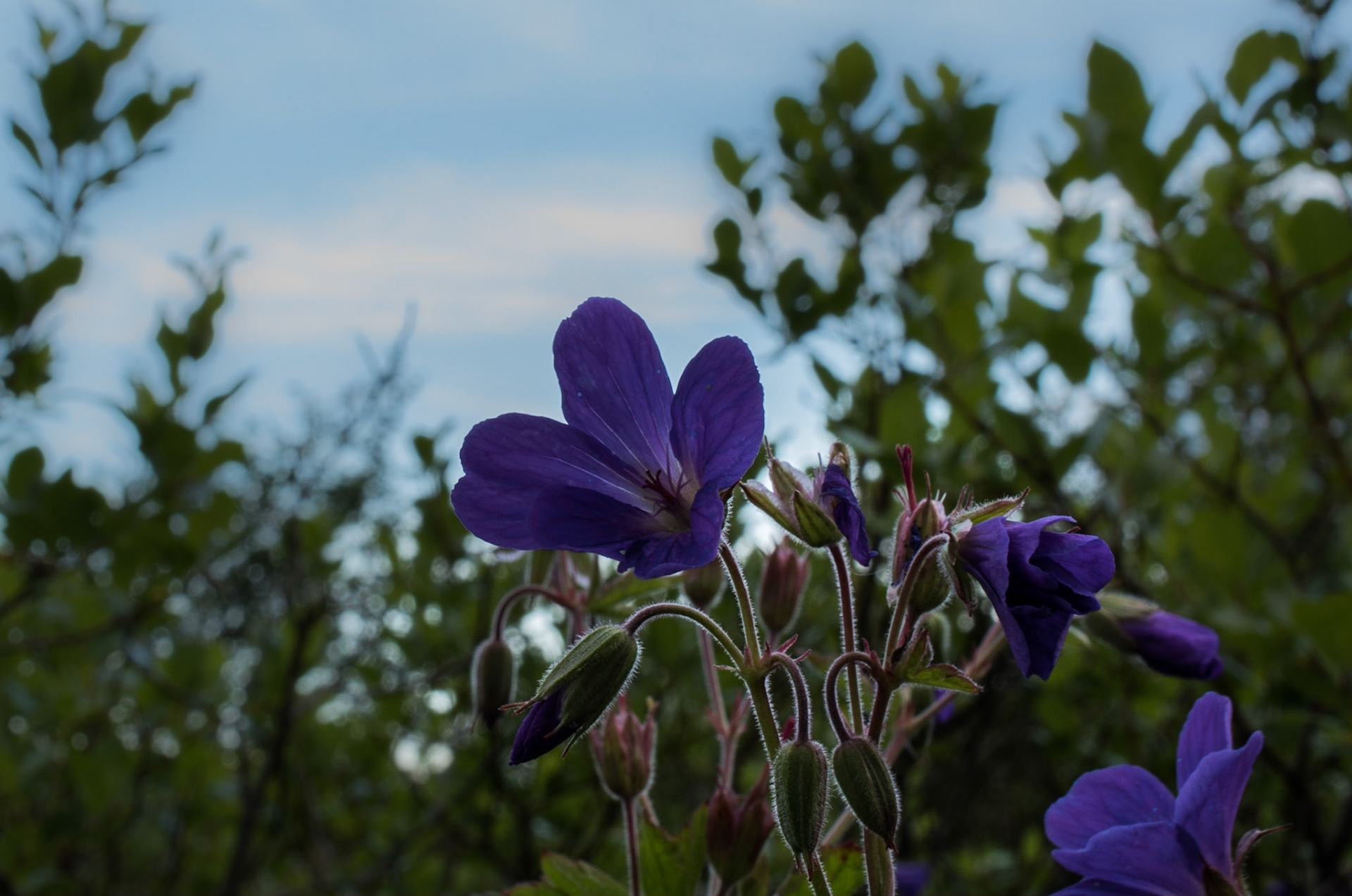 ©SVANA Wood cranesbill (Geranium sylvaticum, blágresi in Icelandic) is common around Iceland and favoured by many. Used to cure various symptoms in earlier times, and for staining wool.
