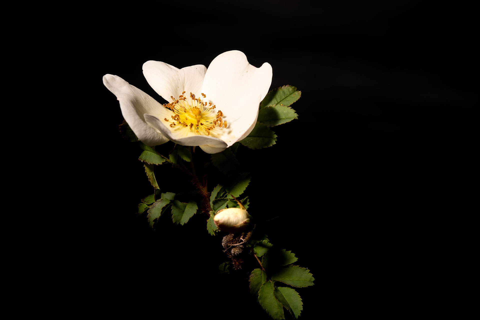 ©SVANA Burnet rose, Rosa pimpinellifolia, þyrnirós.