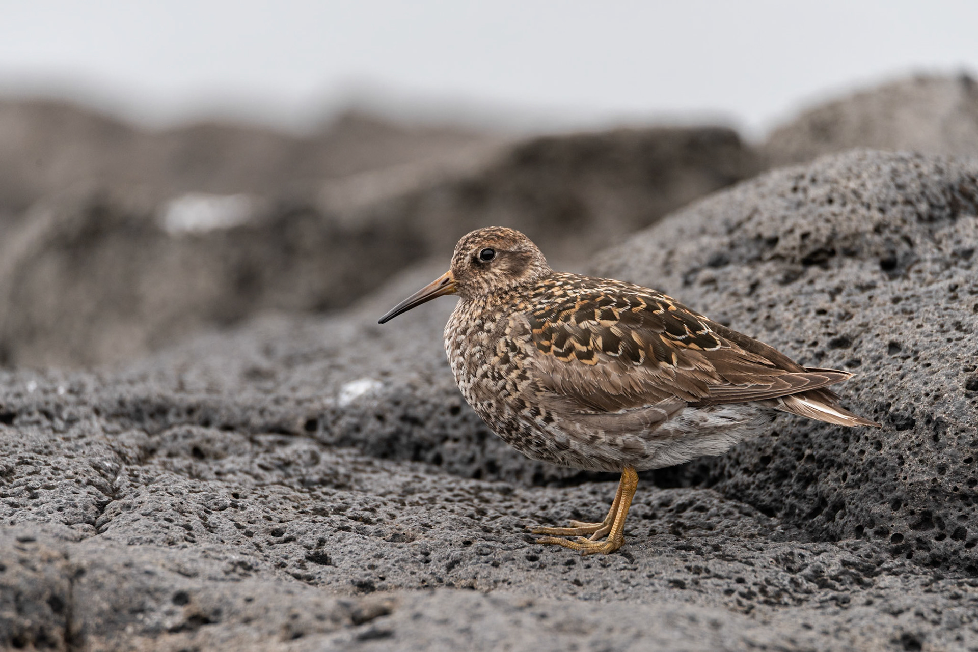 Sendlingur -Purple sandpiper, Calidris alpina, sendlingur