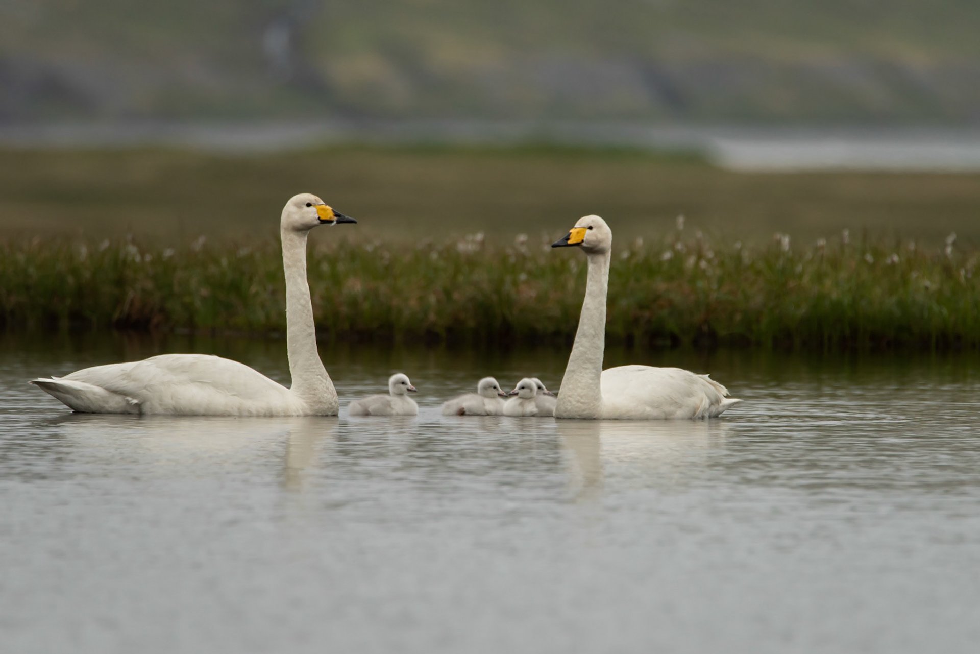 A family of Whooper swan (Cygnus cygnus) álftir.