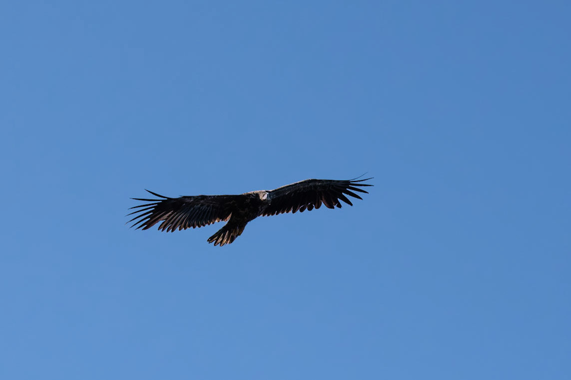©SVANA White-tailed eagle, Haliaeetus albicilla, haförn.