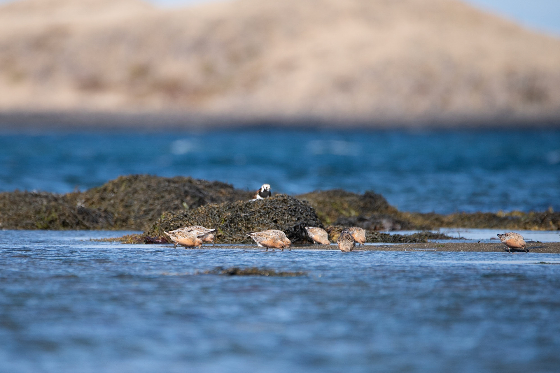 ©SVANA  Red knot, Calidris canutus, rauðbrystingar.