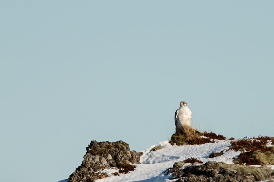 ©SVANA Gyrfalcon, Falco rusticolus, fálki.