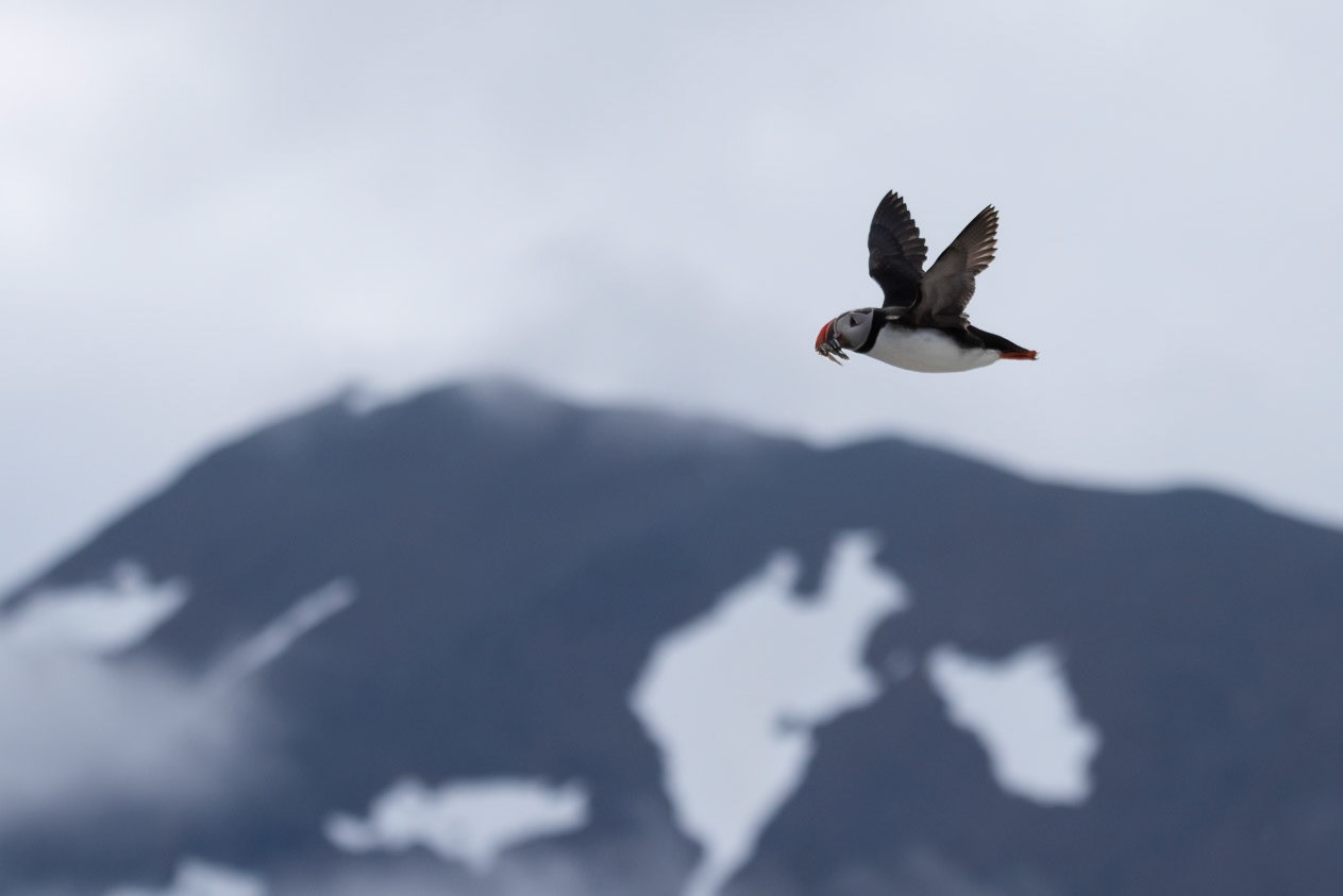 Puffins (Fratercula arctica), lundi.