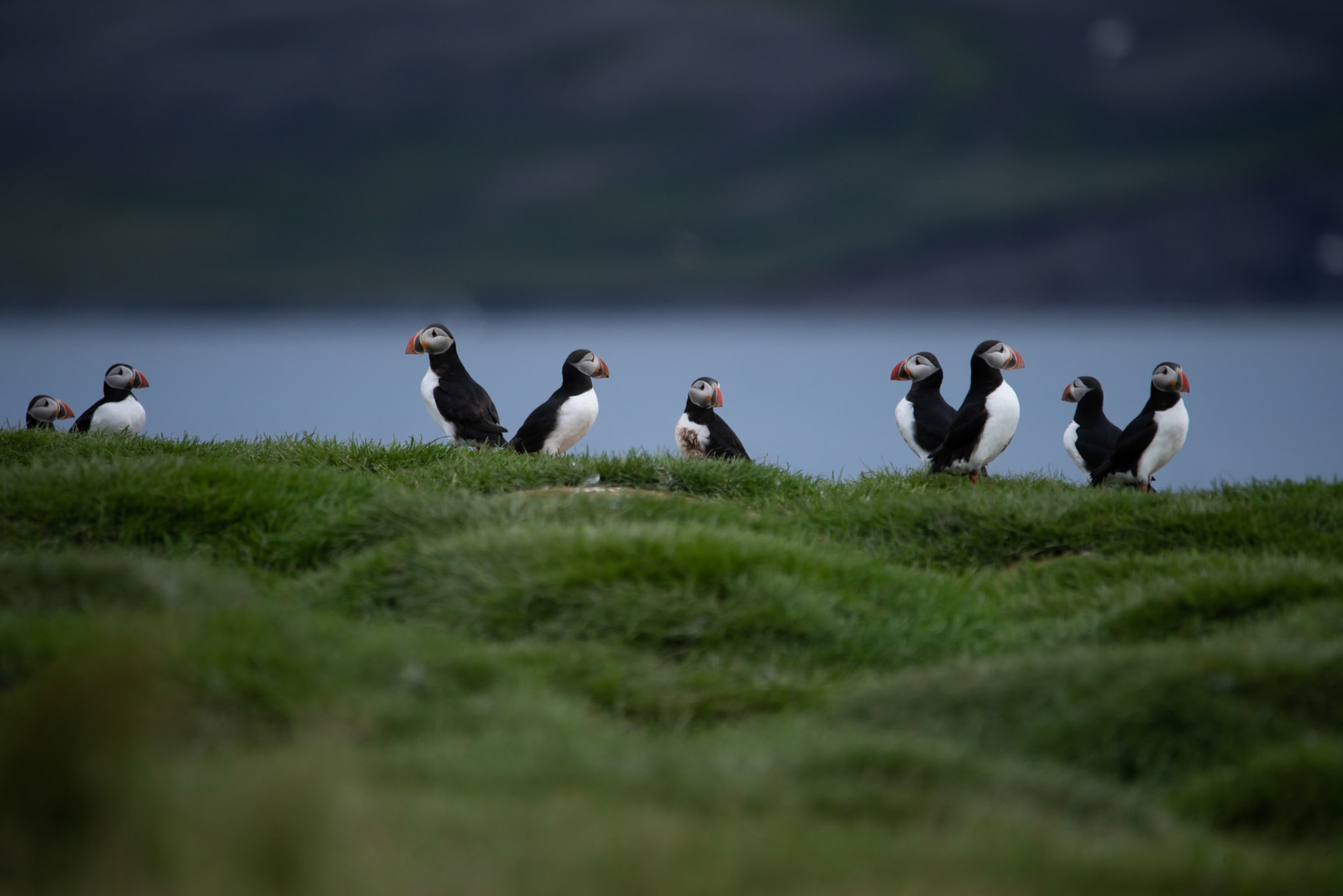 Lundi -Puffins (Fratercula arctica), lundi.