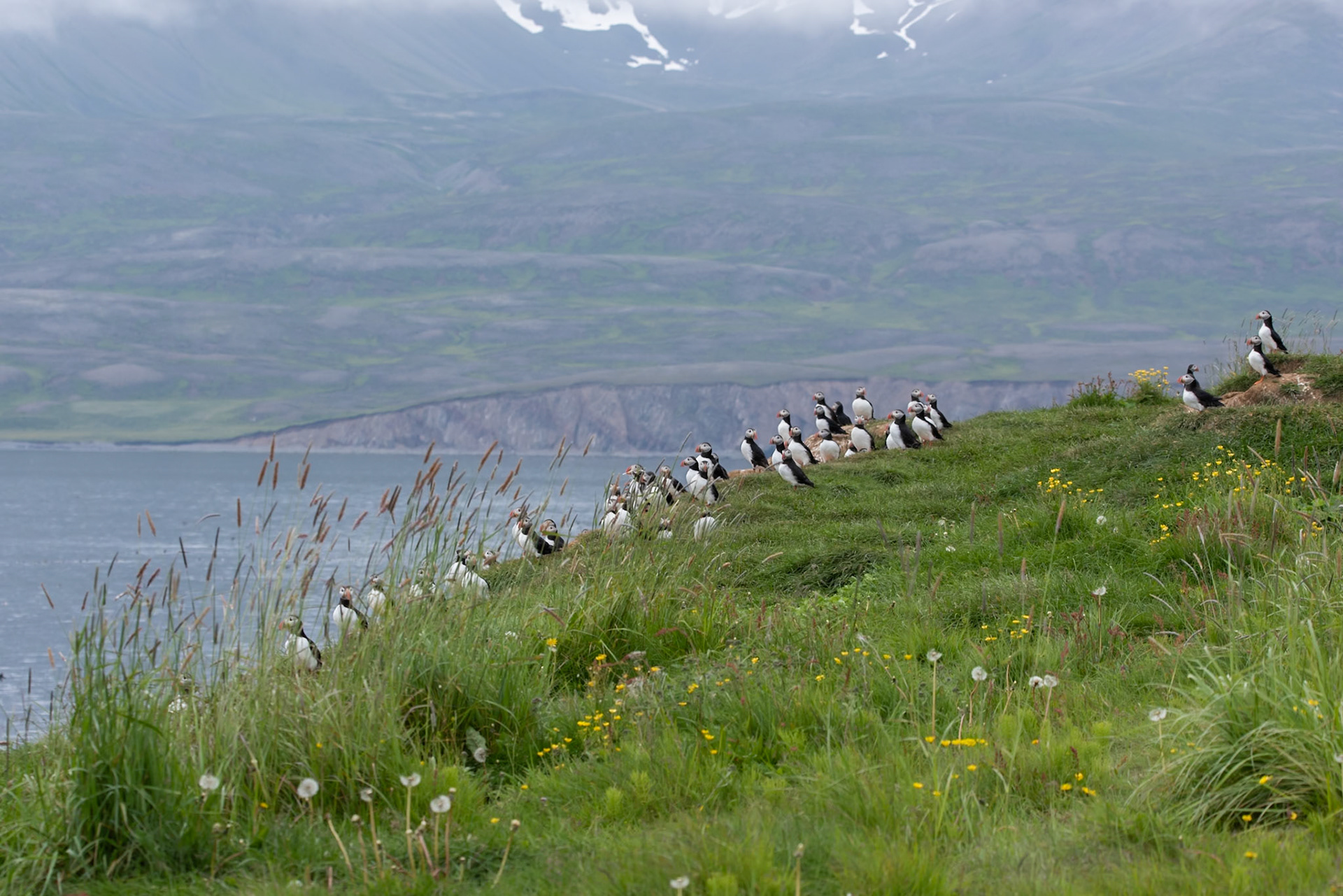 Lundi -Puffins (Fratercula arctica), lundi.